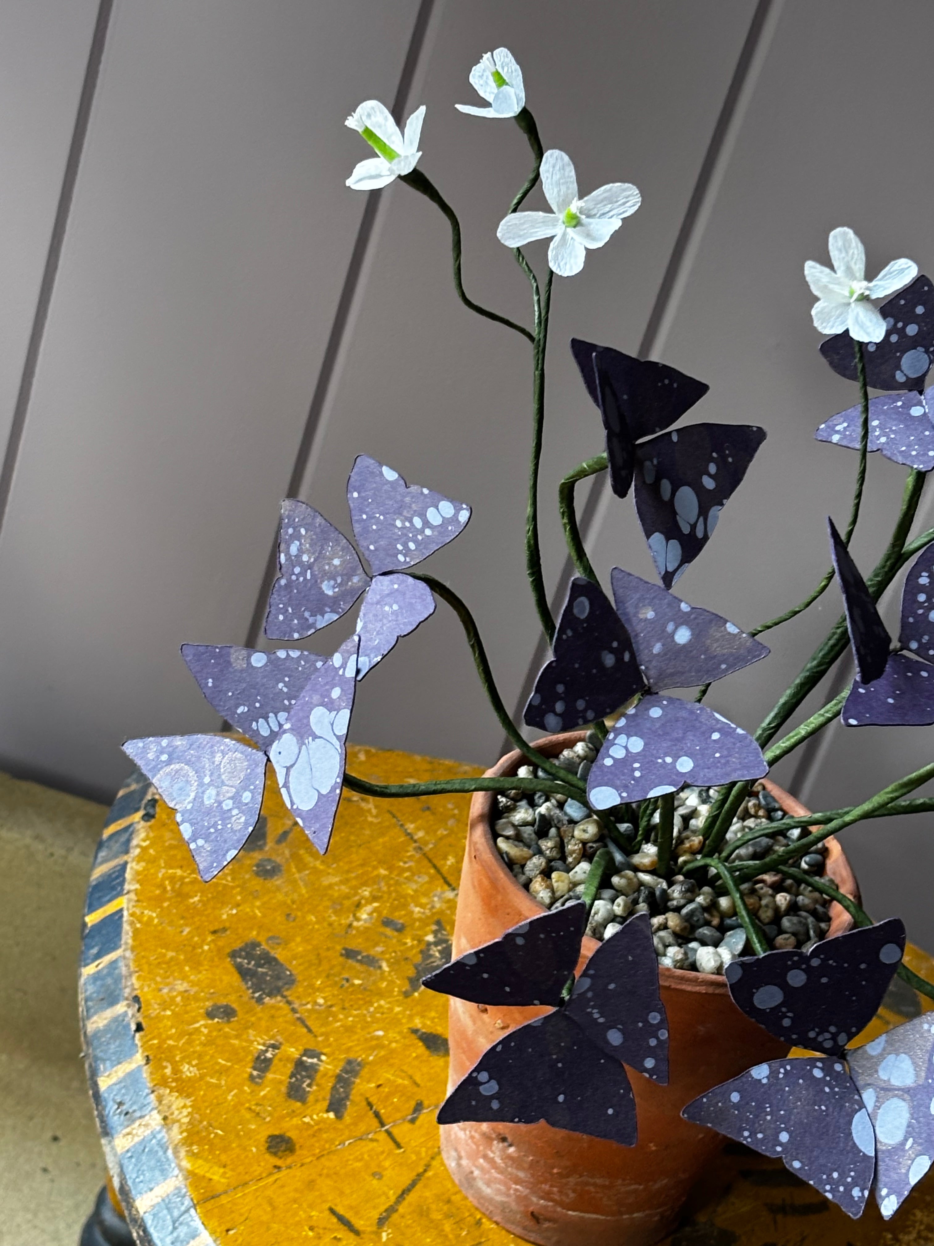Paper Oxalis