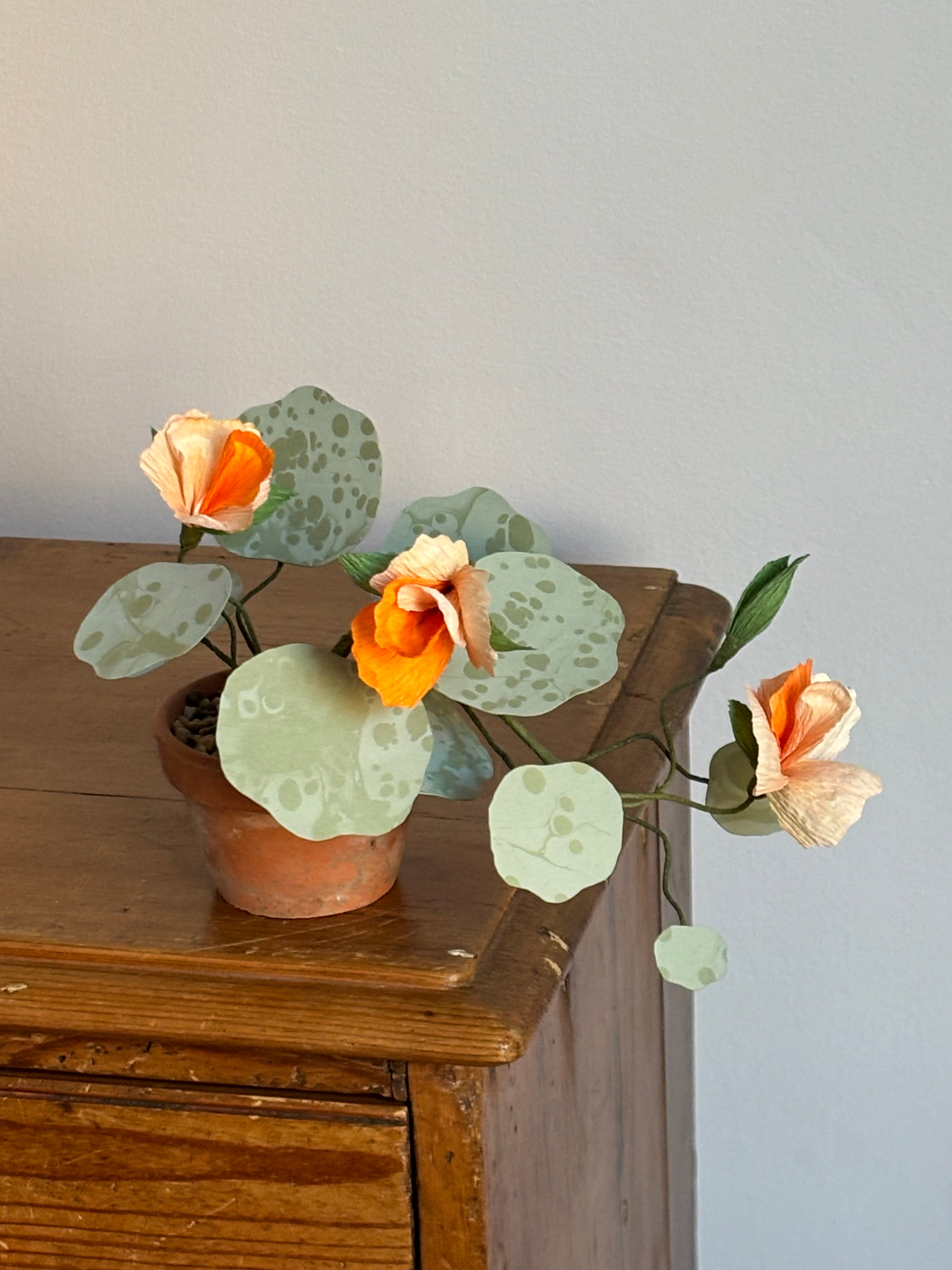 Nasturtium, trailing mini