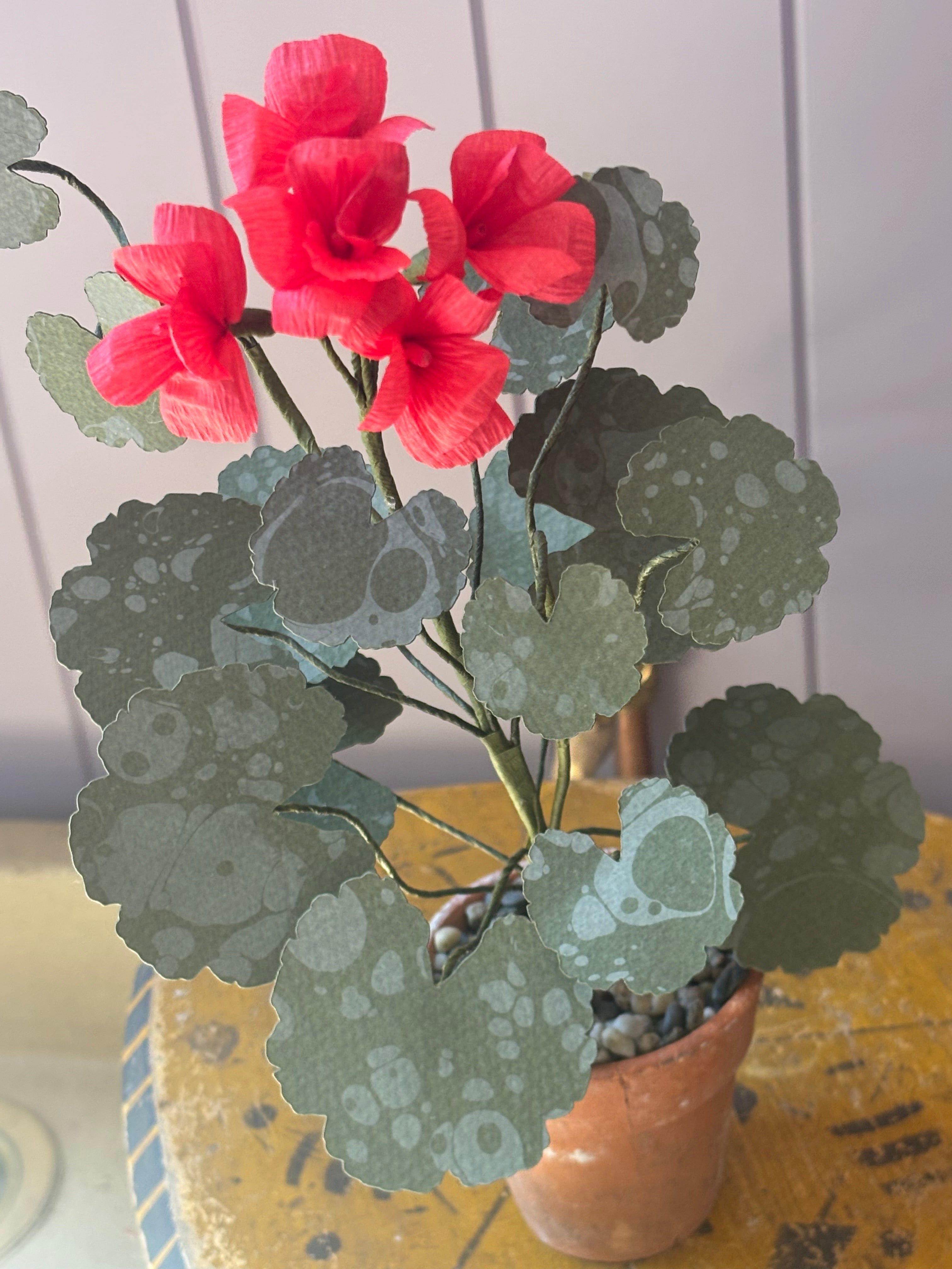 Paper geranium