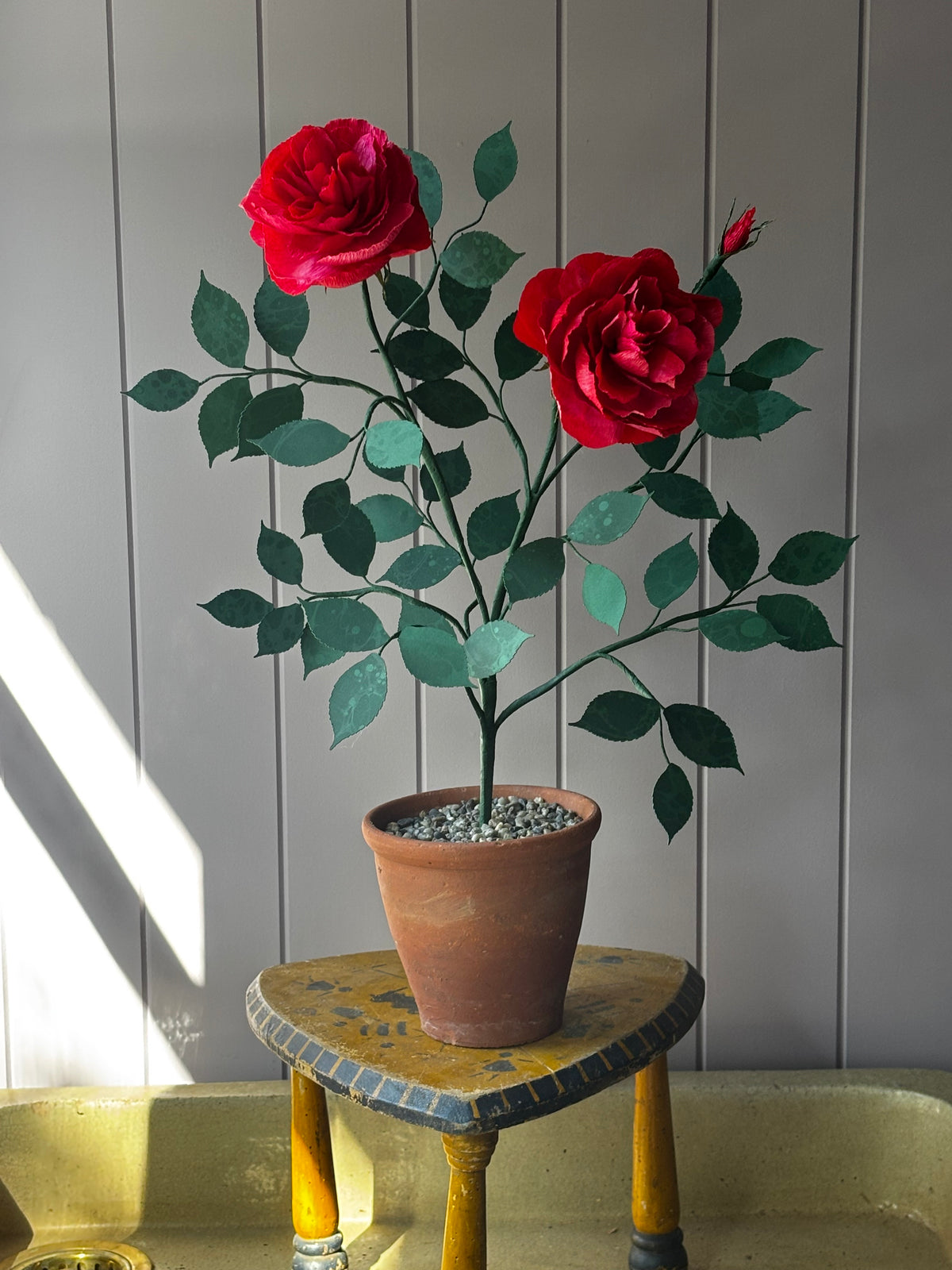 Paper Shrub Rose