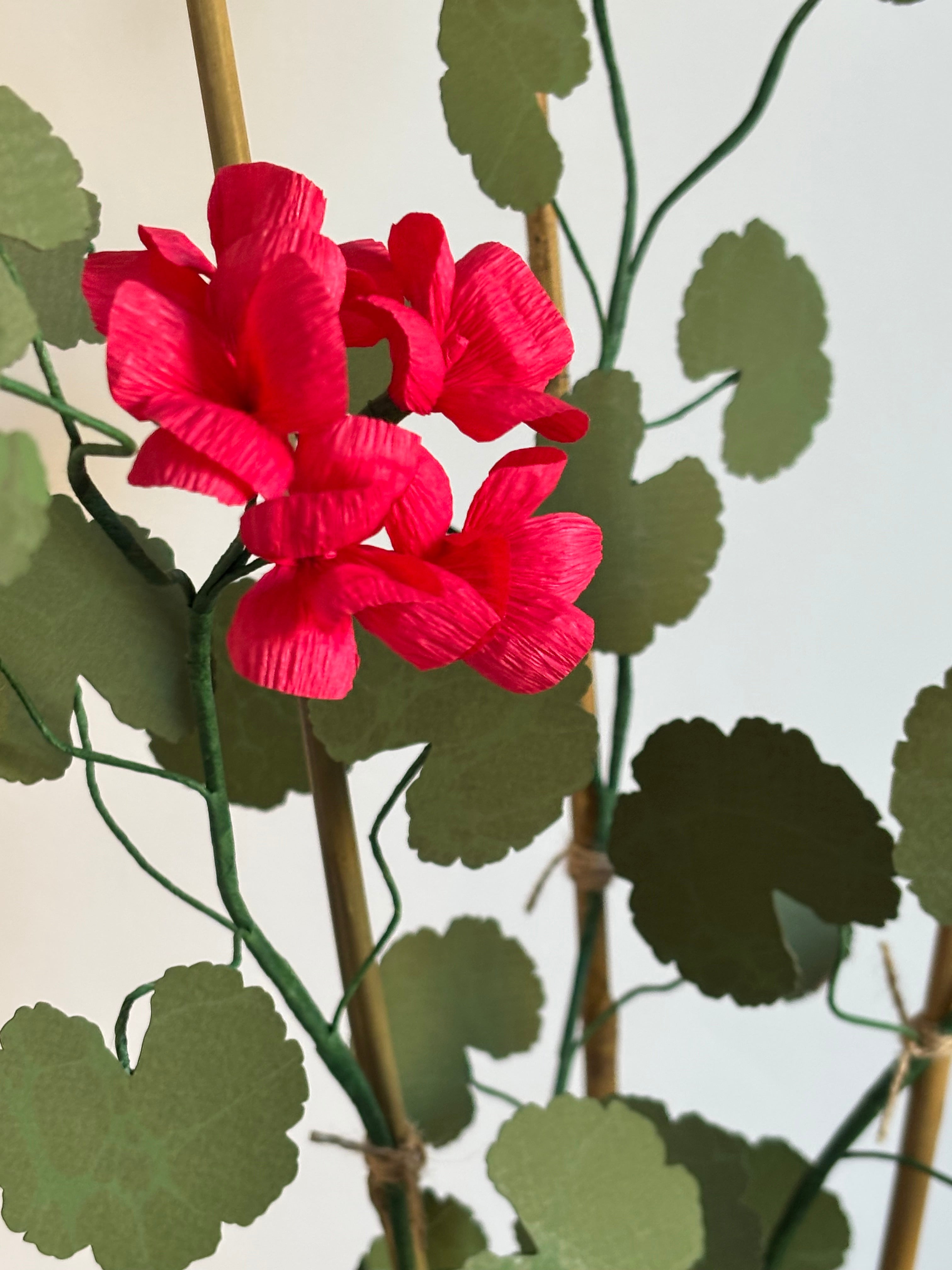 Paper Geranium