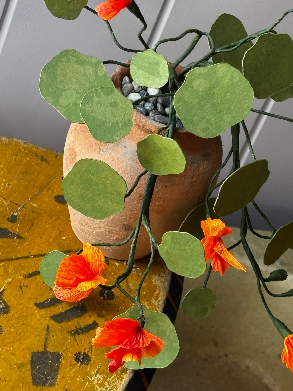 Paper Nasturtium, trailing mini