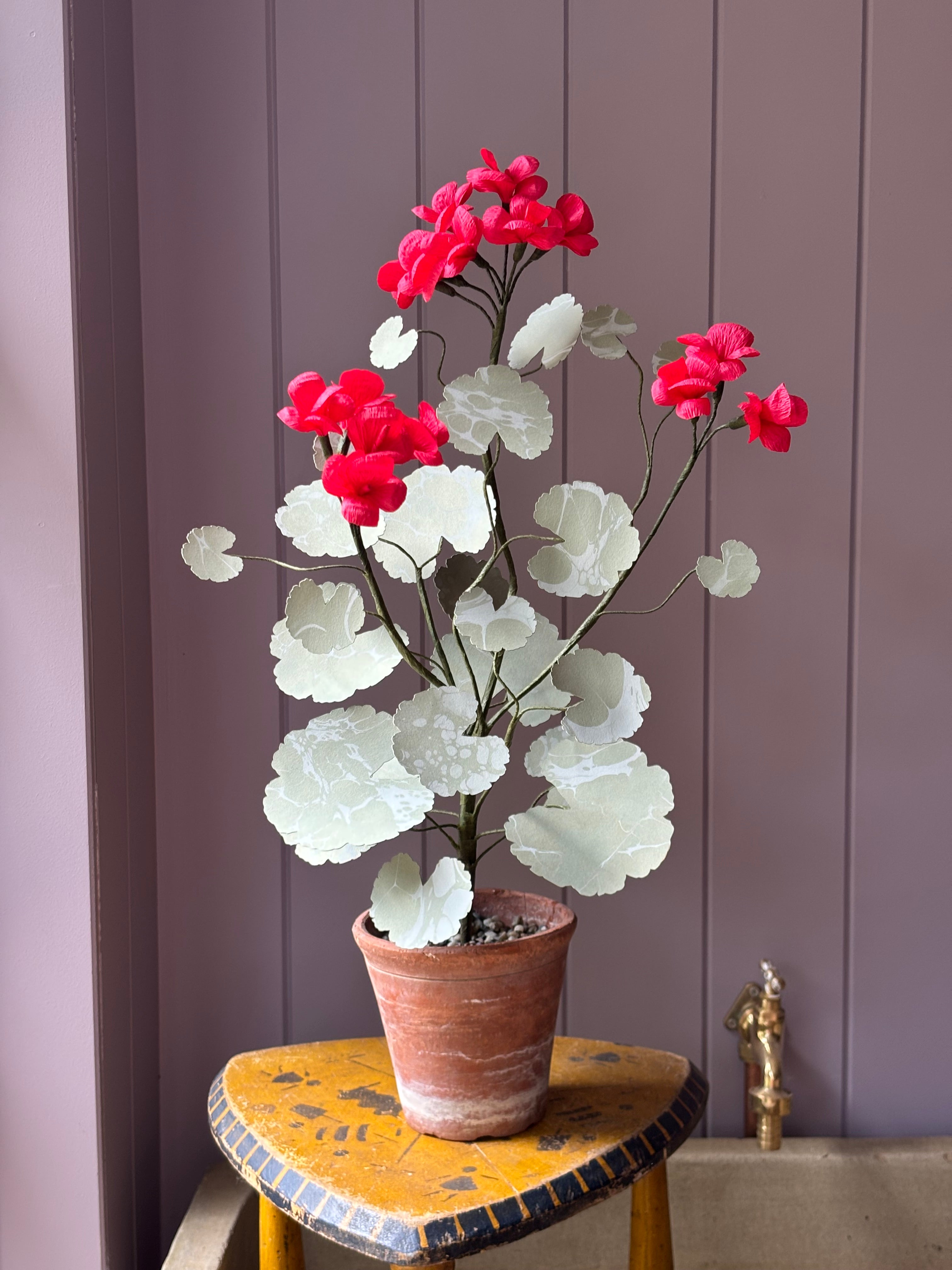 Paper geranium