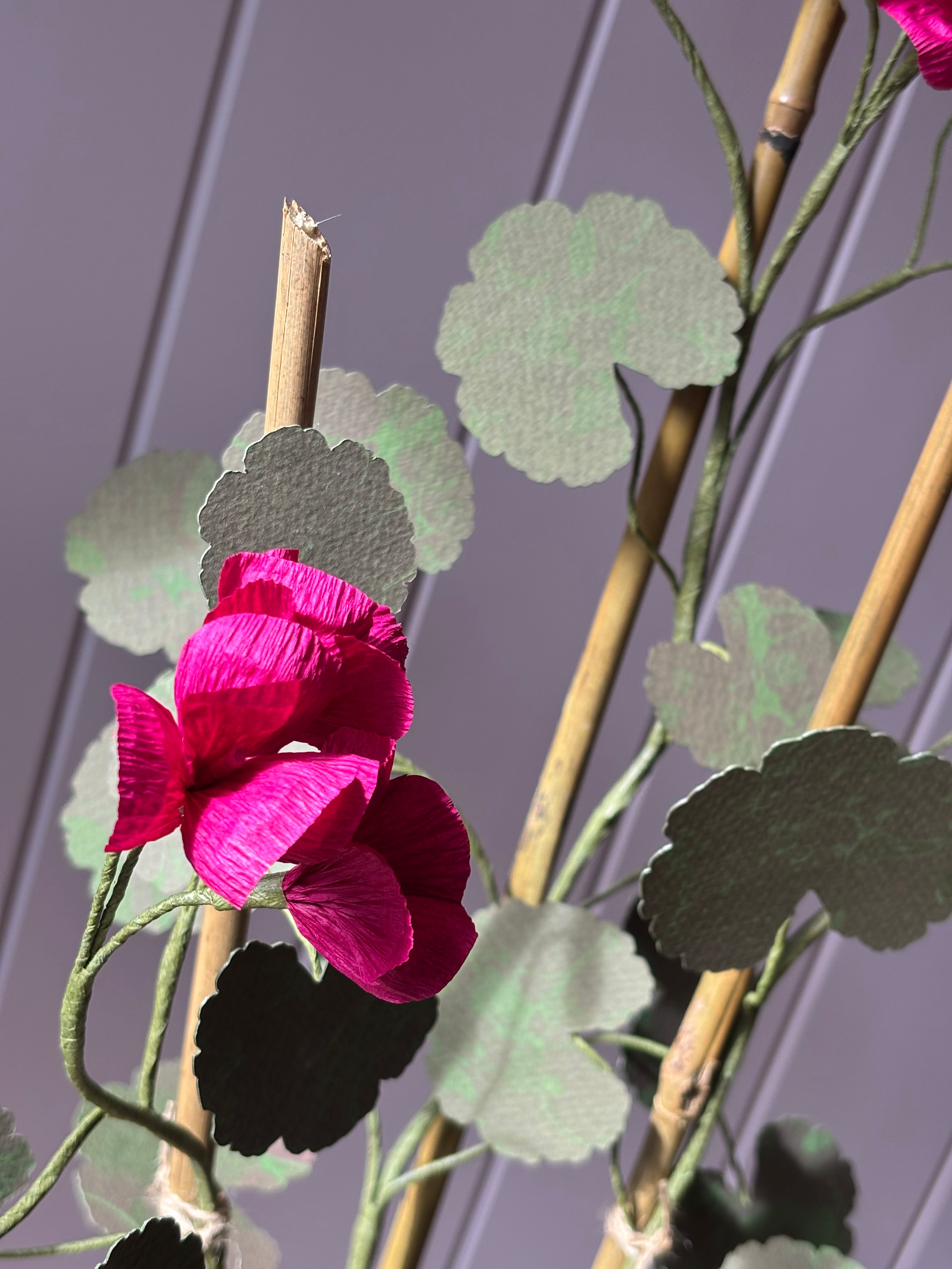 Paper geranium