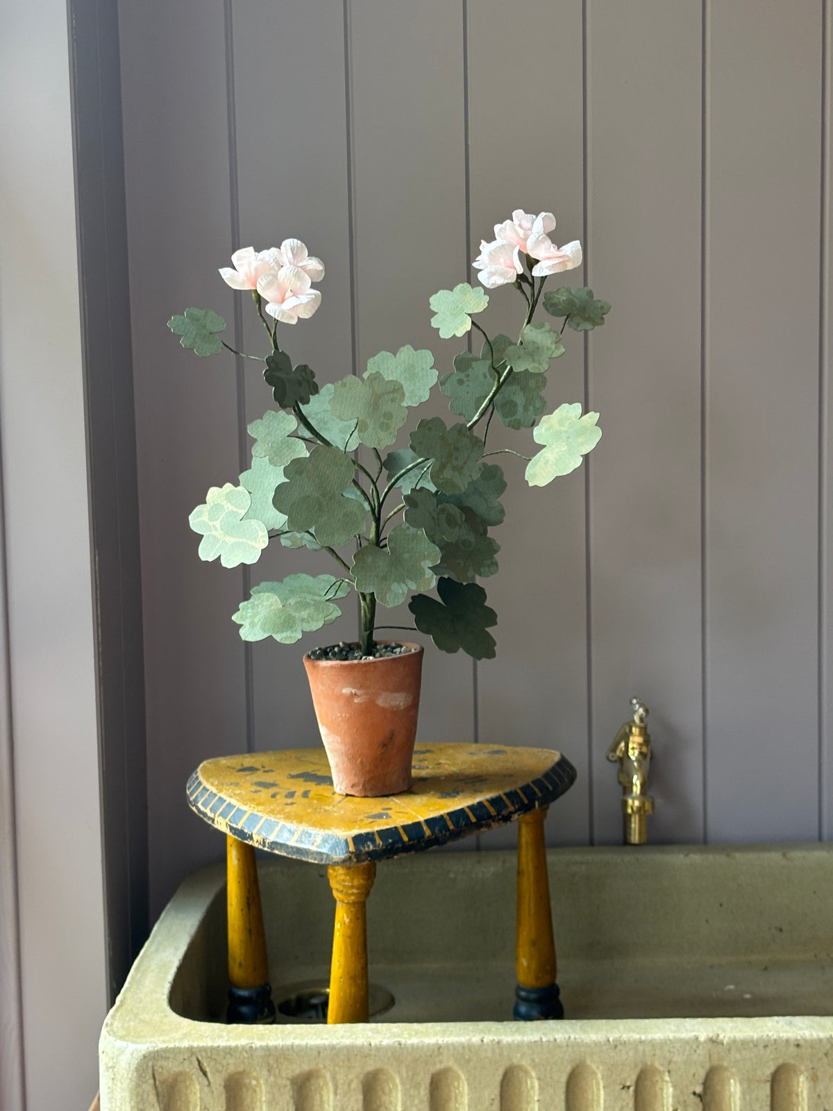 Paper geranium