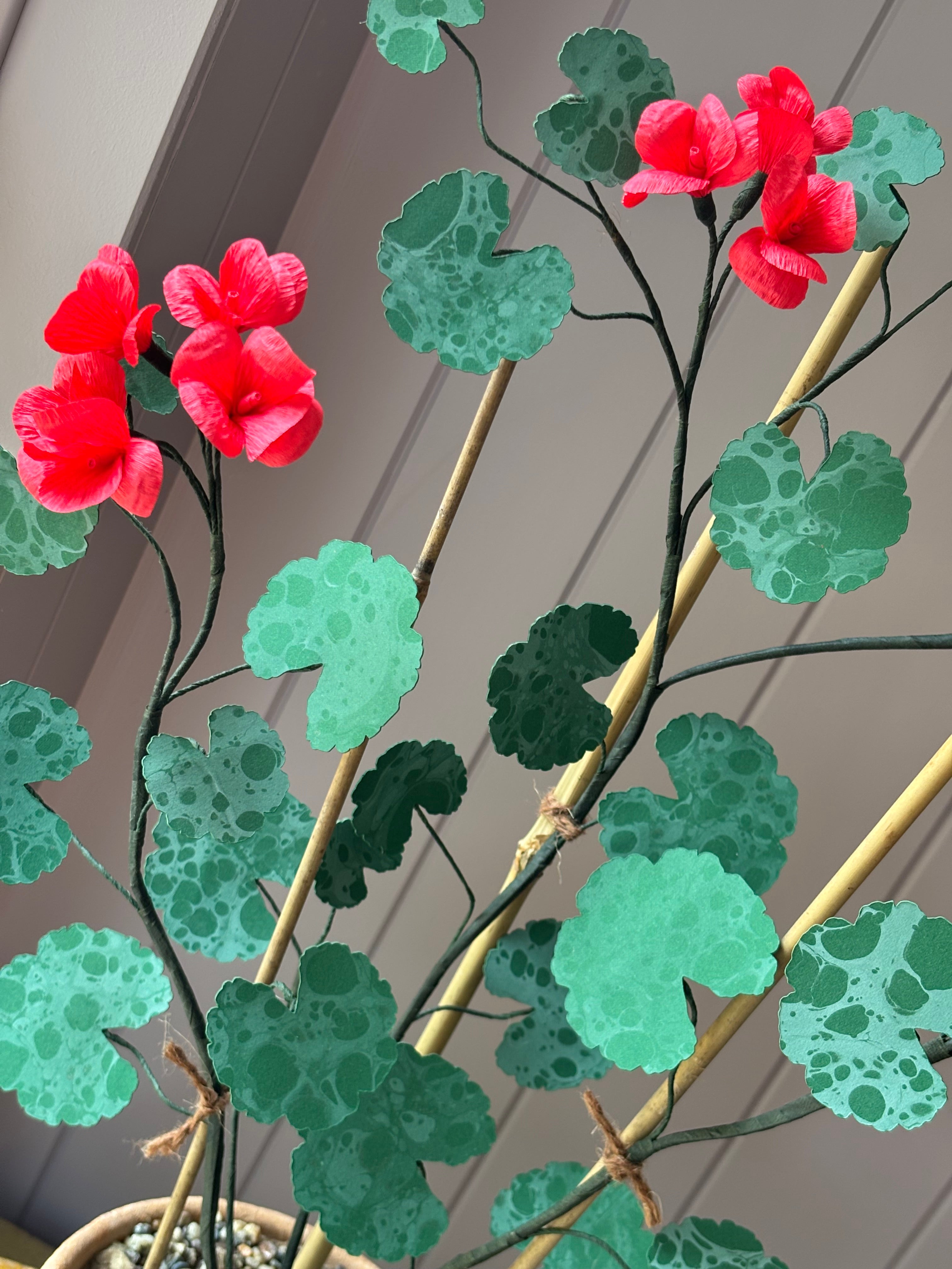 Paper geranium