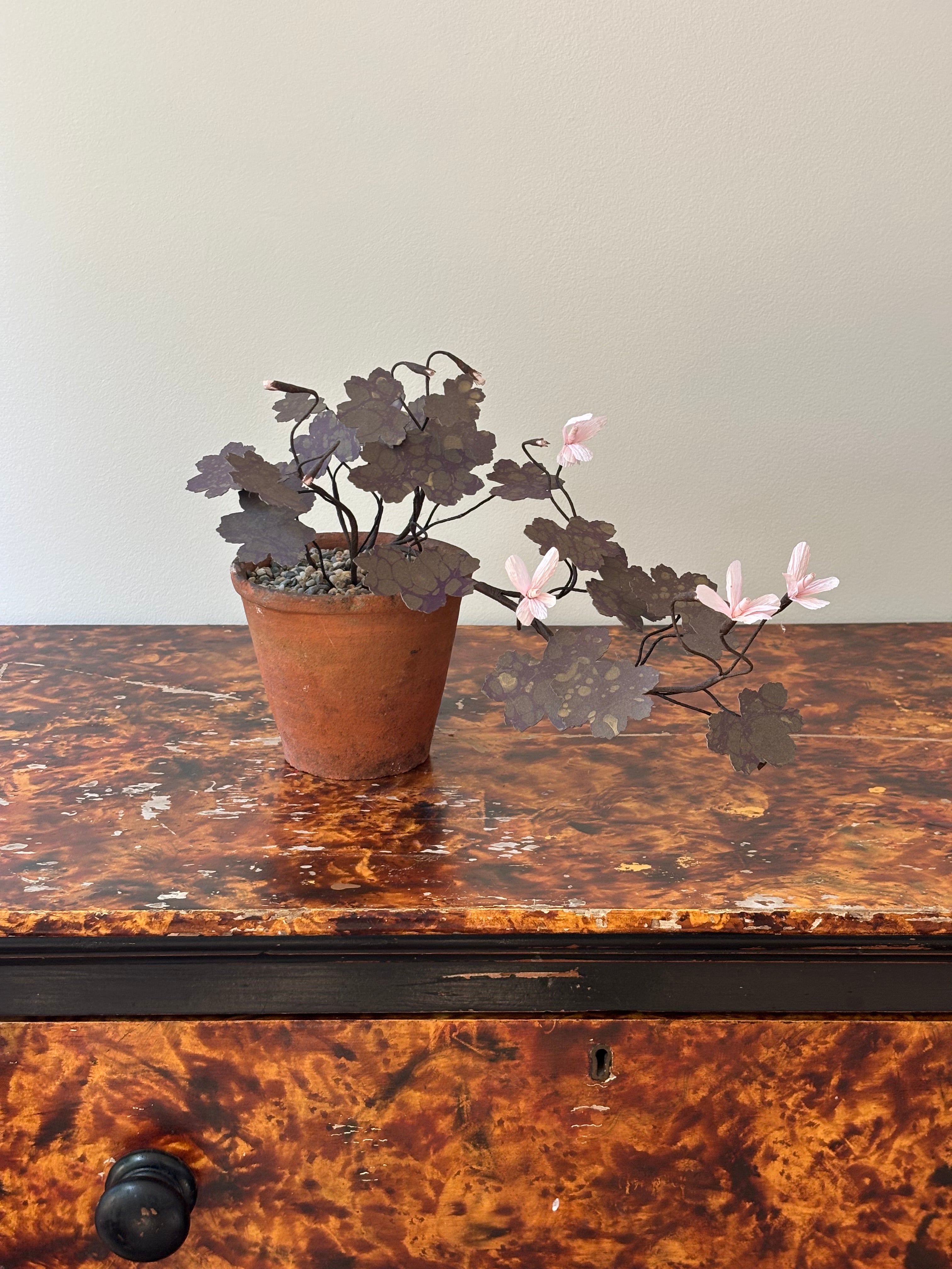 Paper Geranium, trailing