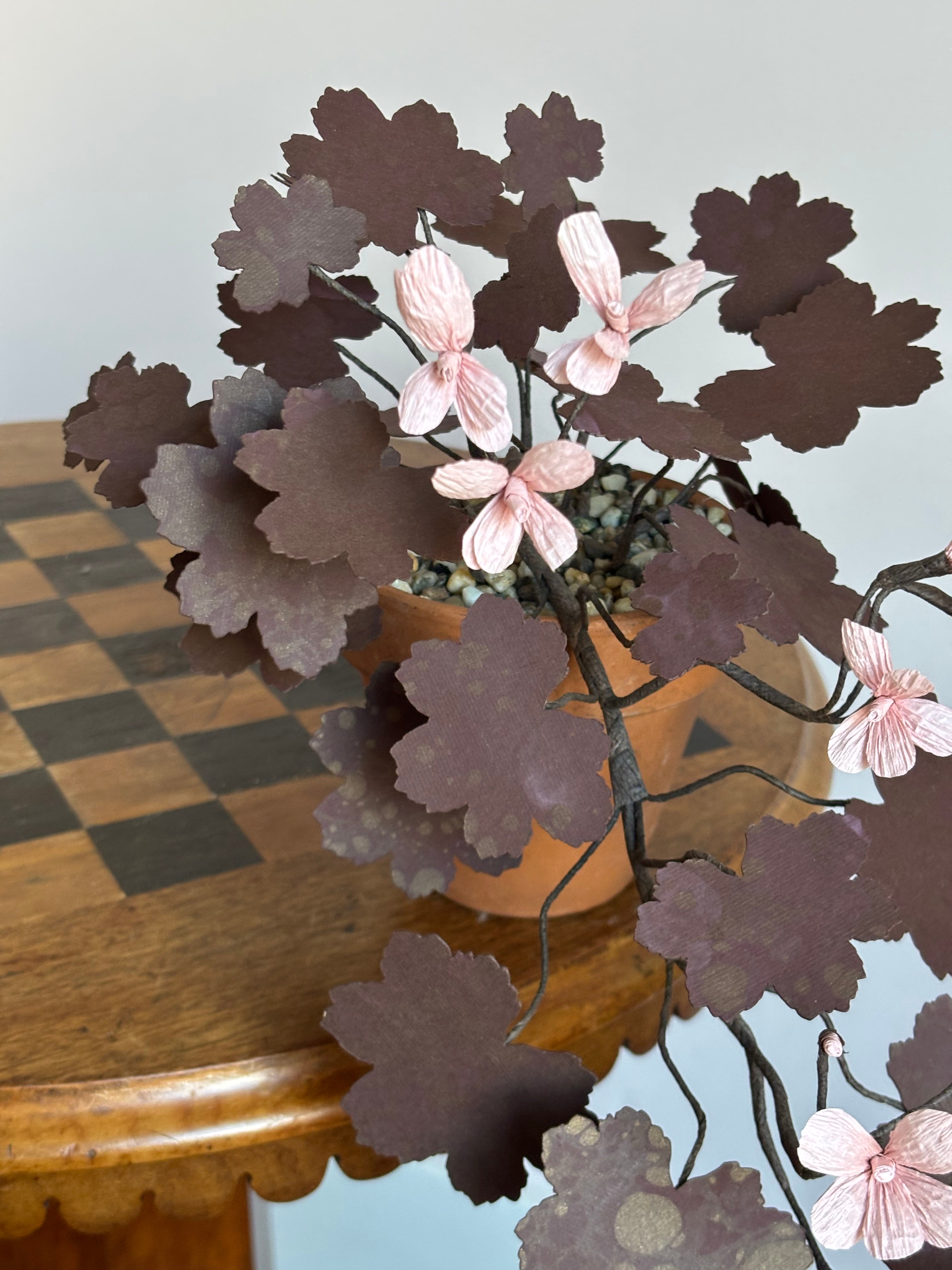 Paper Geranium, trailing