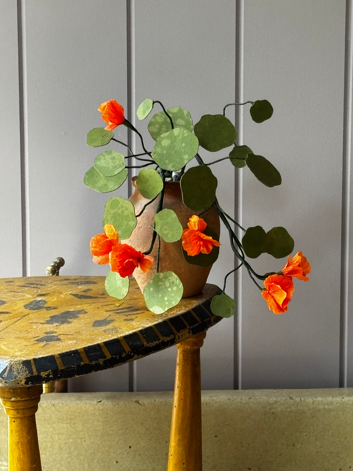 Paper Nasturtium, trailing mini