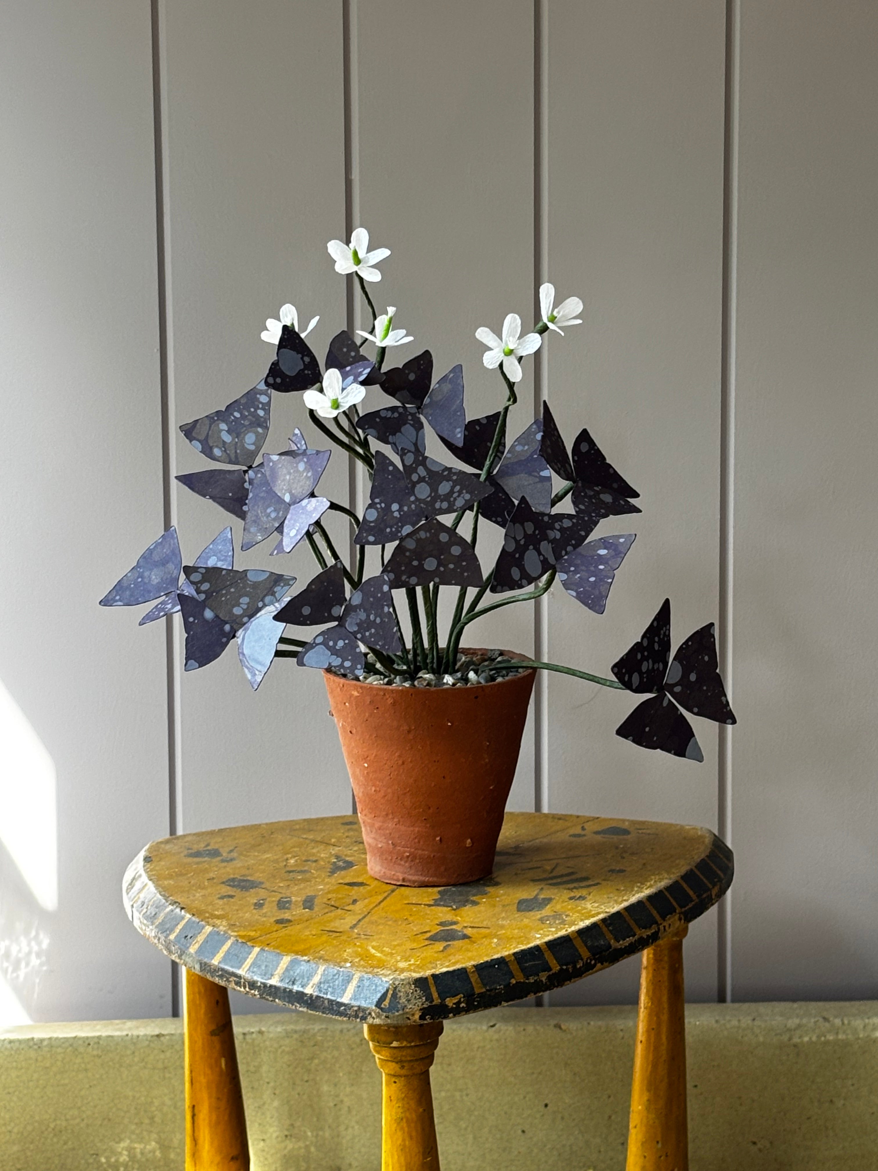 Paper Oxalis