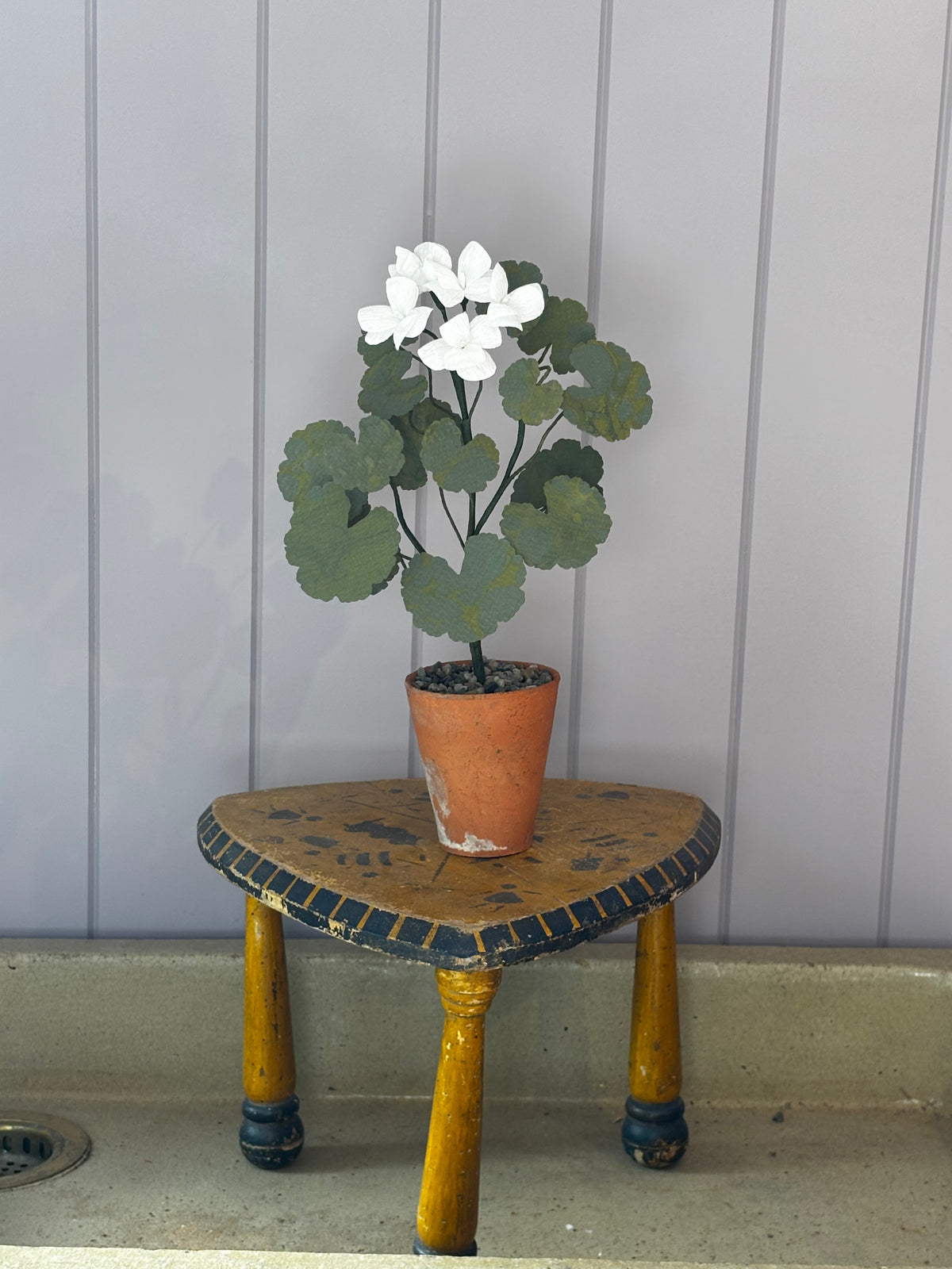 Paper geranium