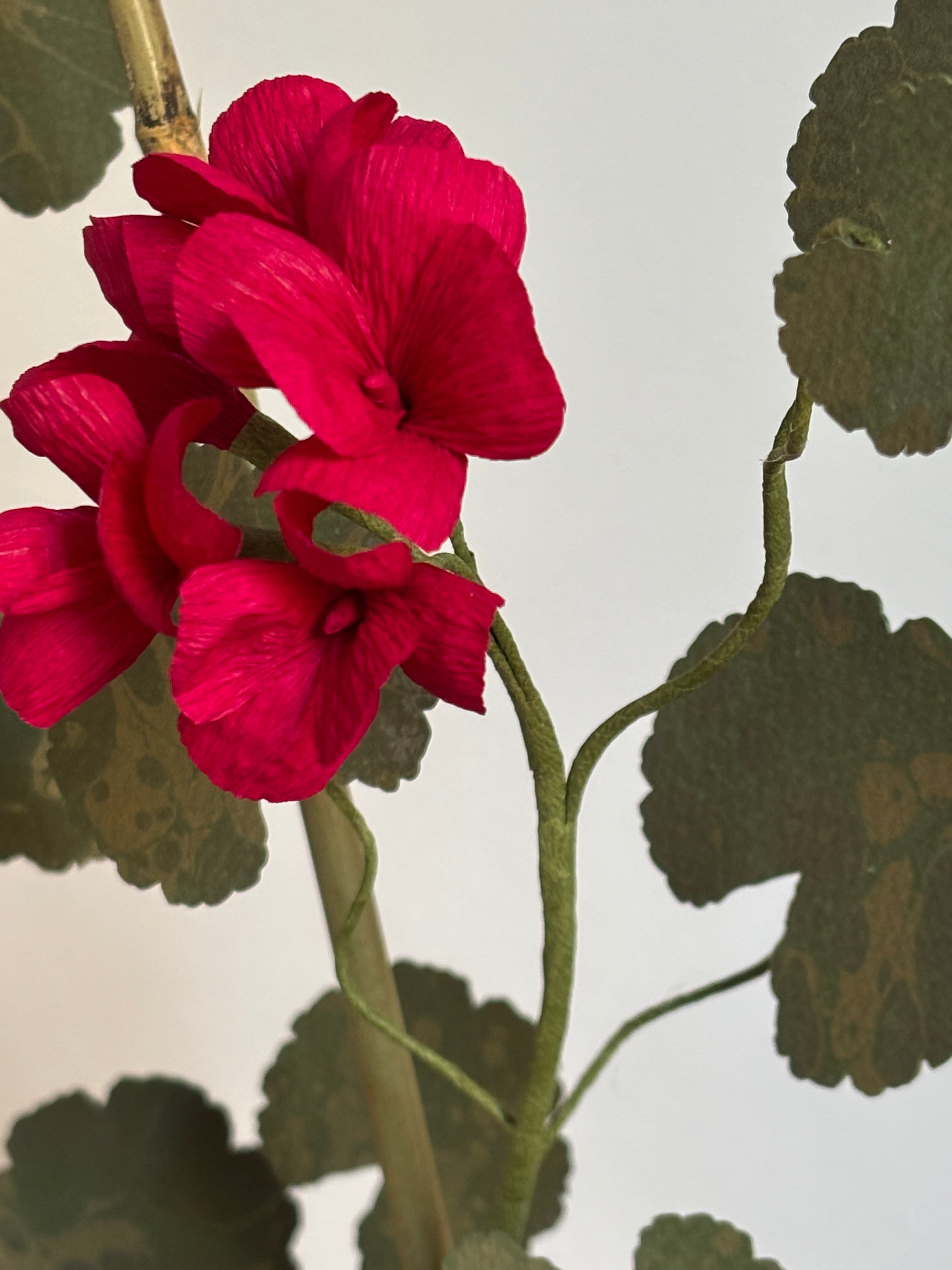 Paper Geranium