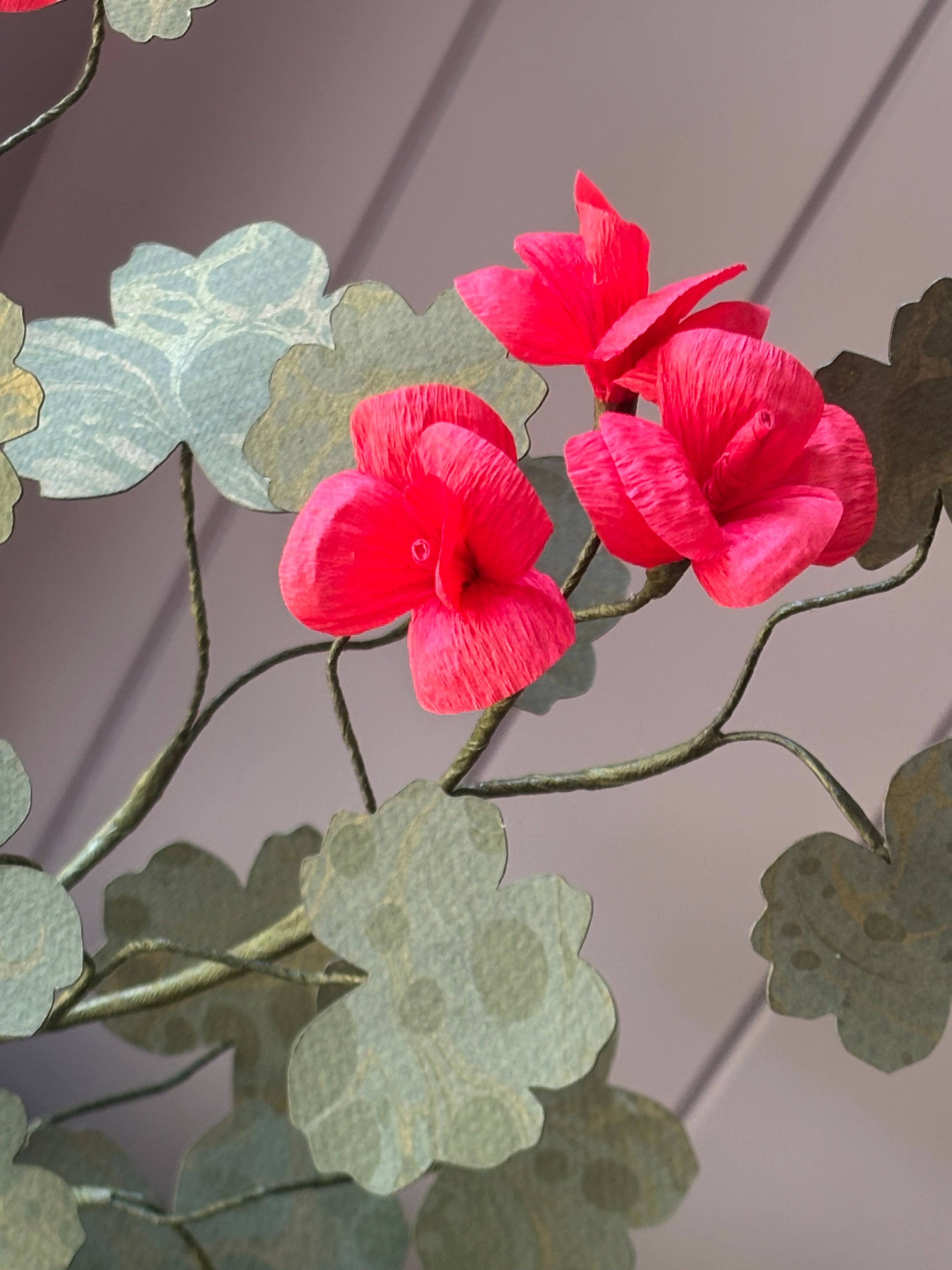Paper geranium