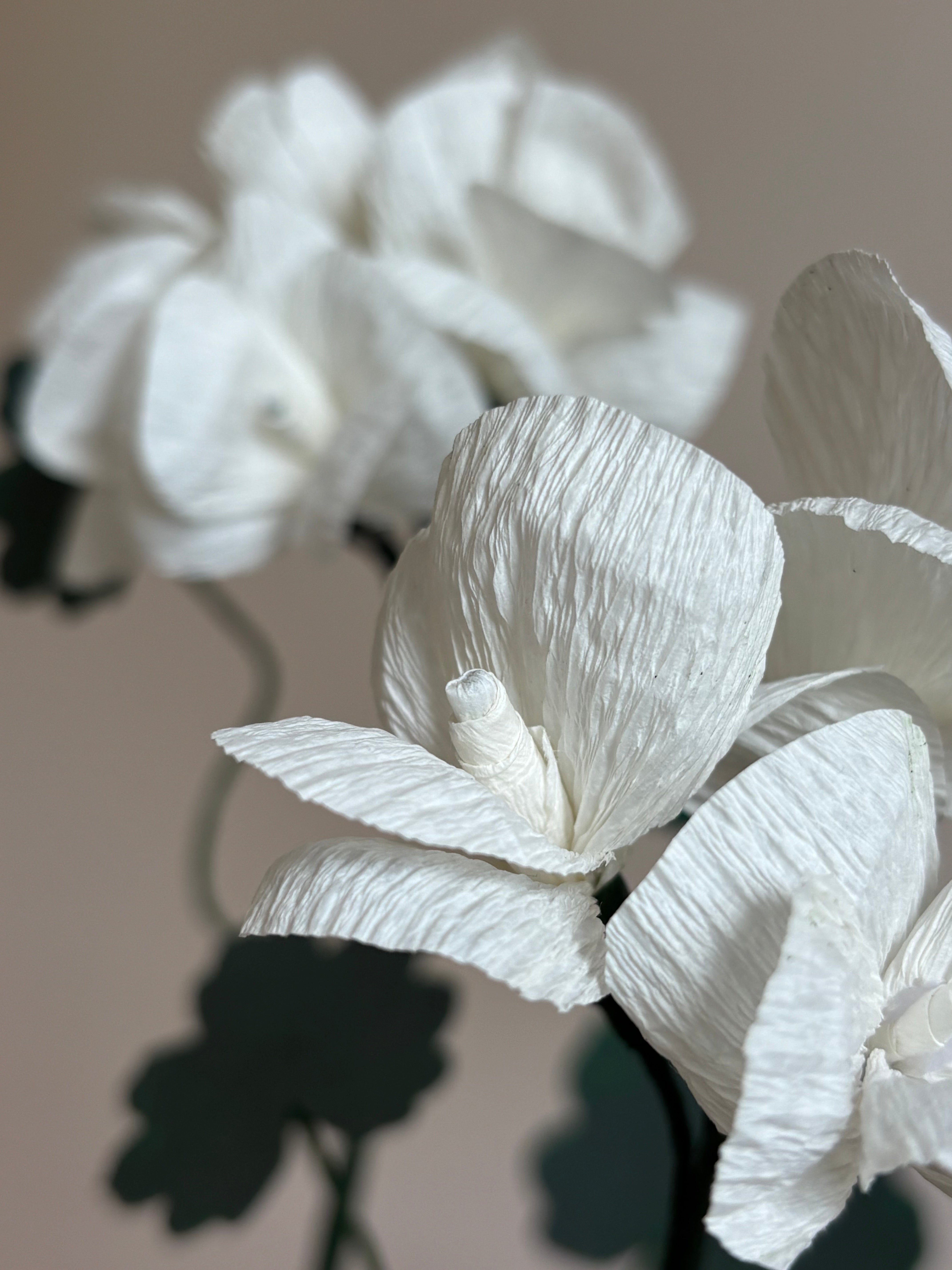 Paper Geranium