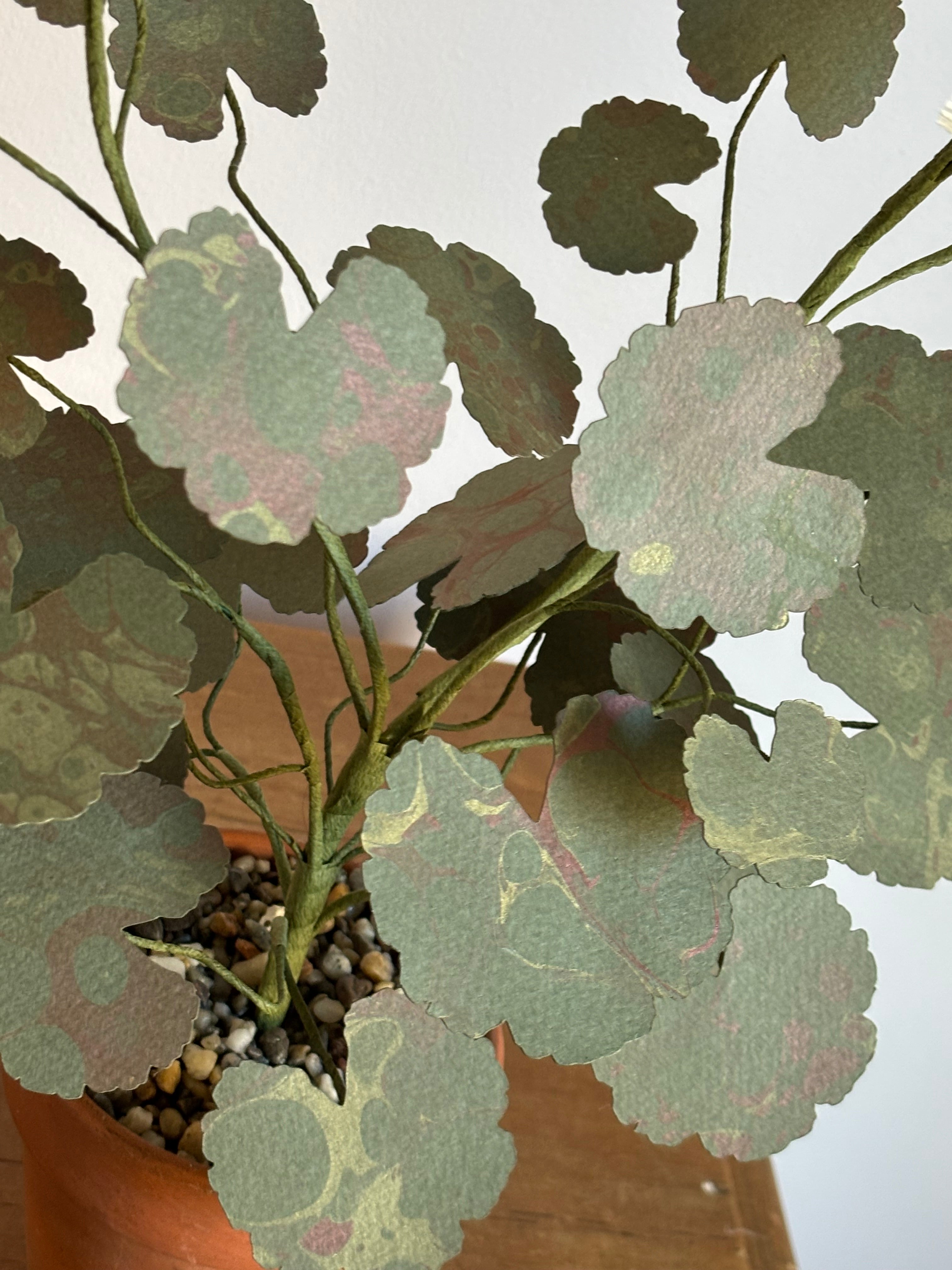 Paper Geranium