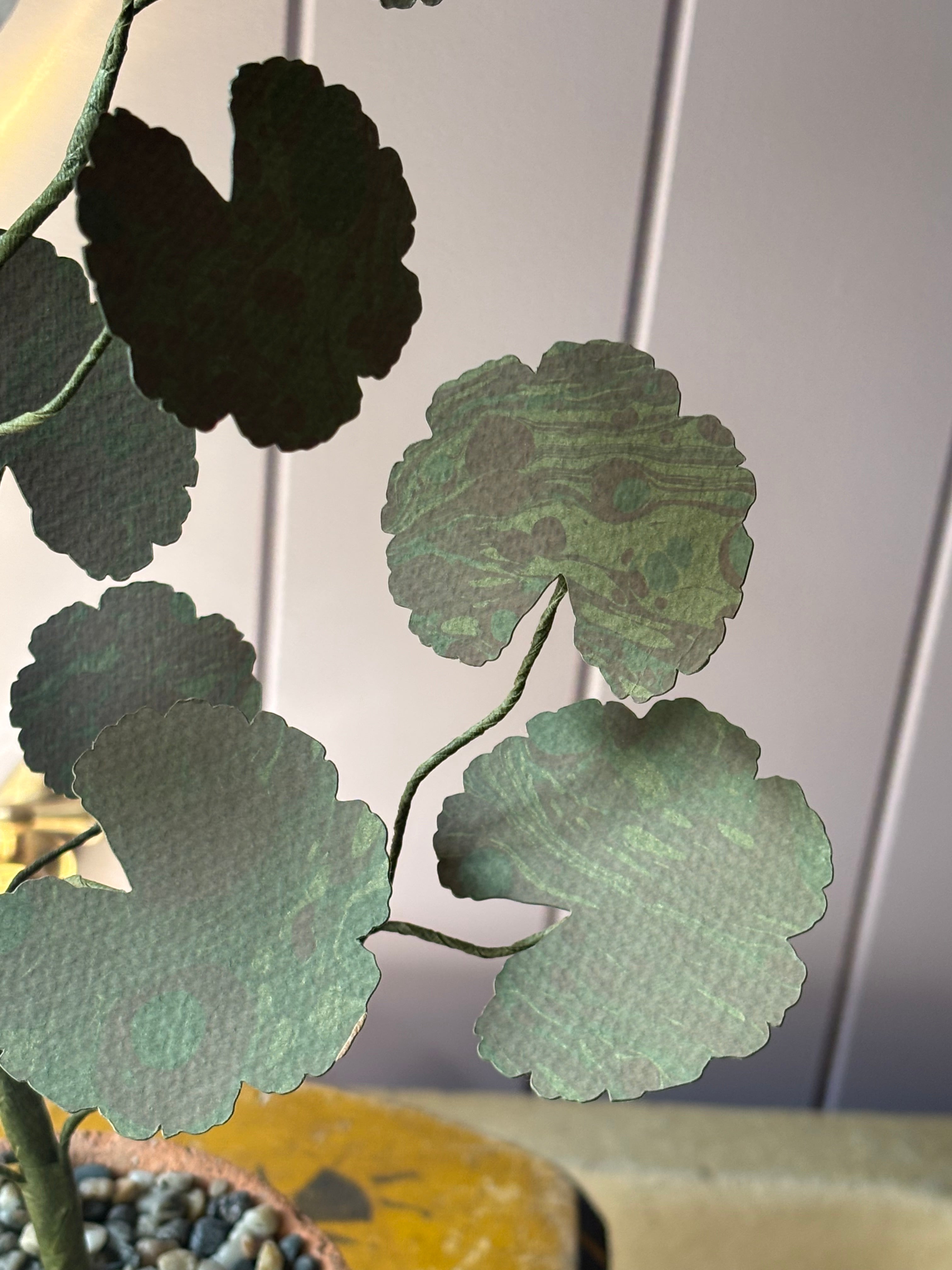 Paper geranium