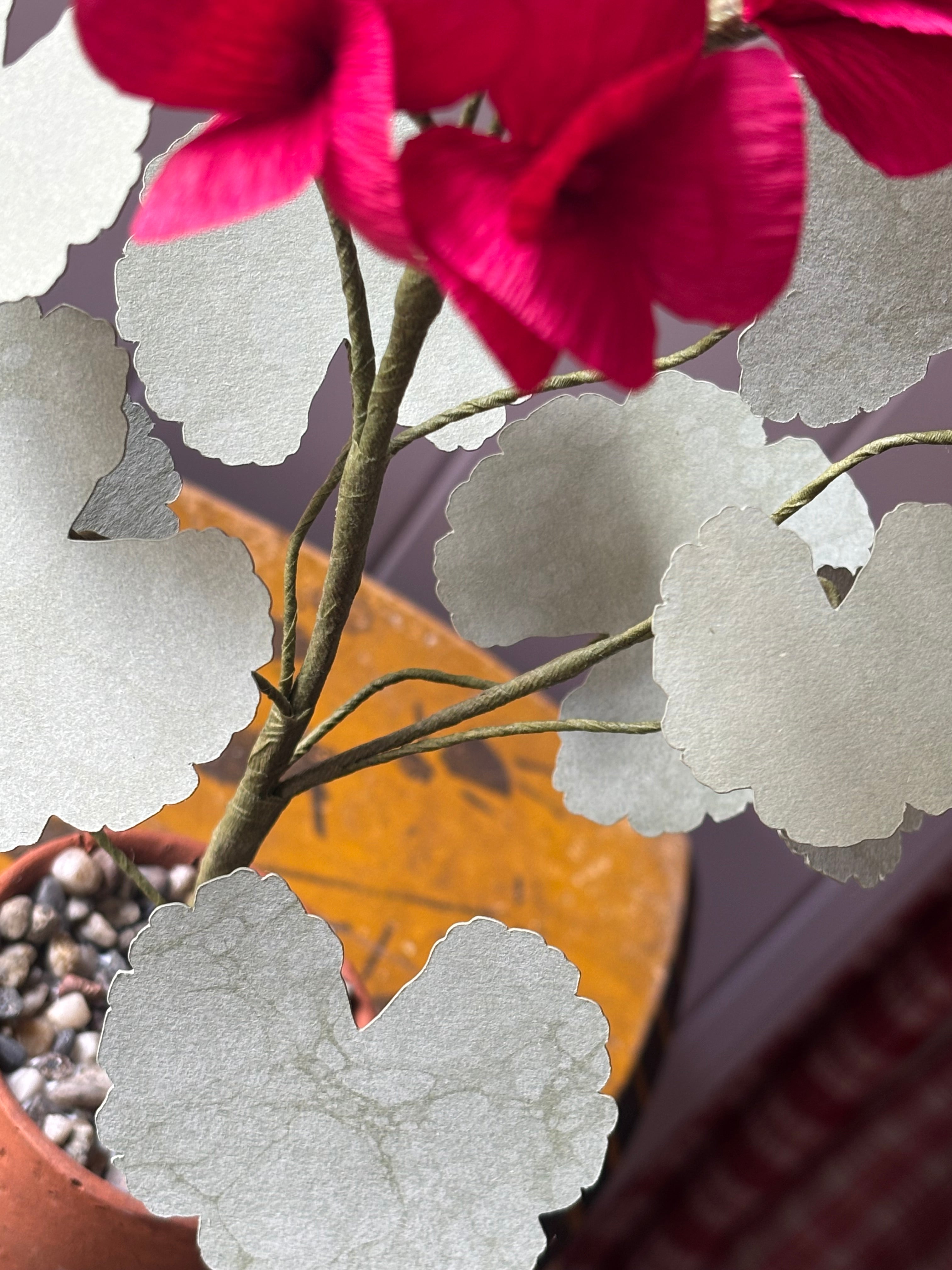 Paper geranium