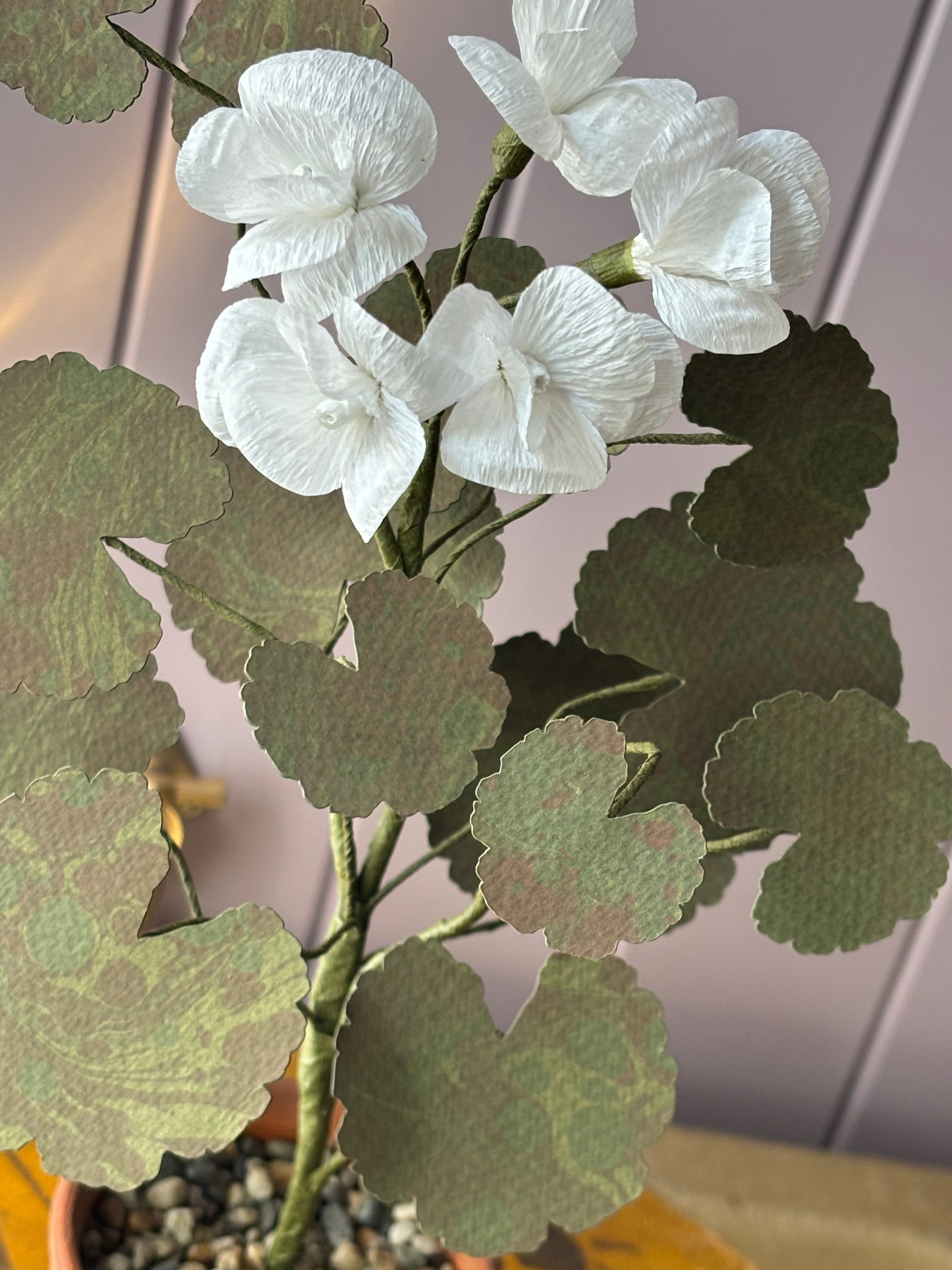 Paper geranium