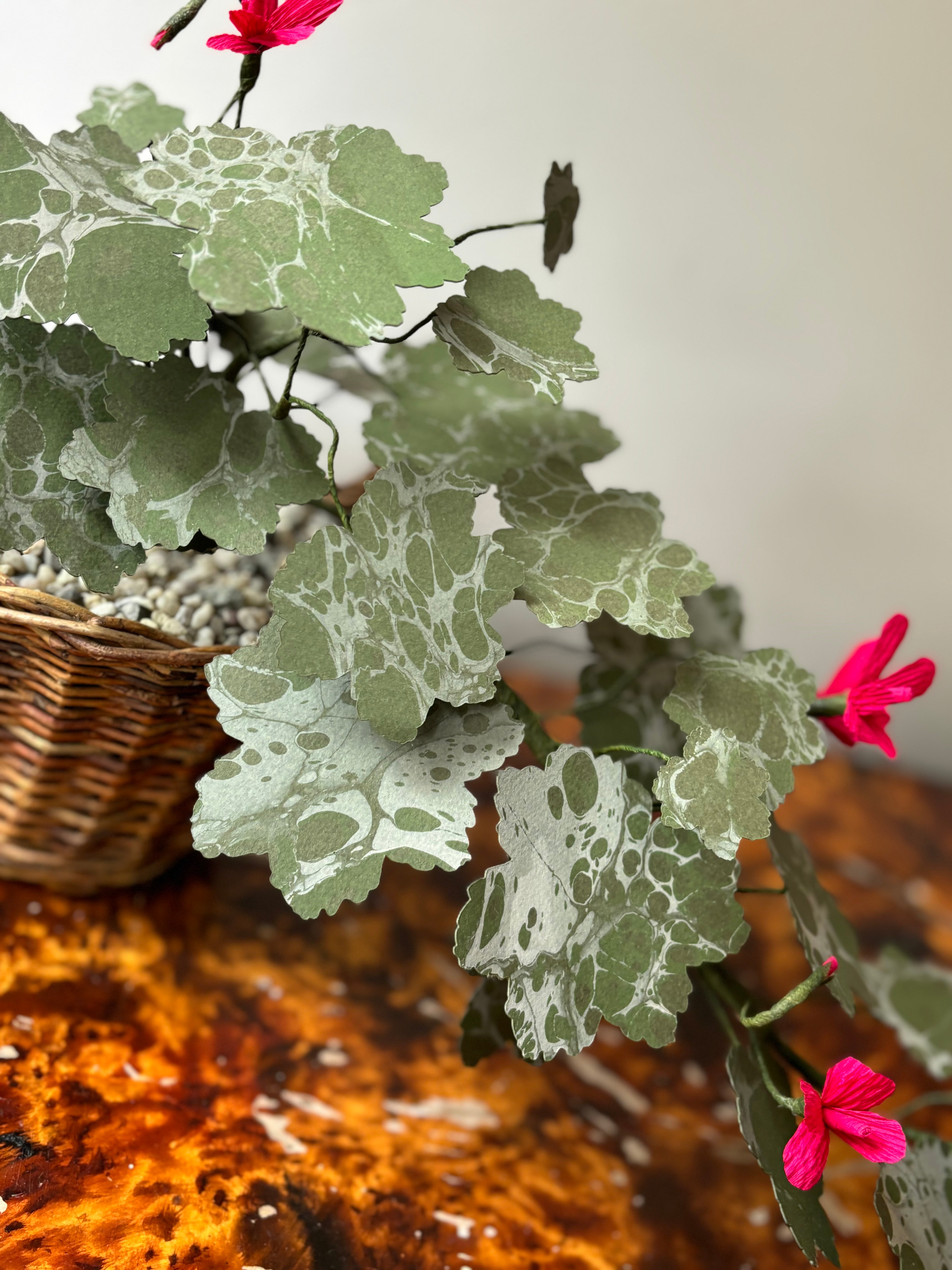 Paper Geranium, trailing