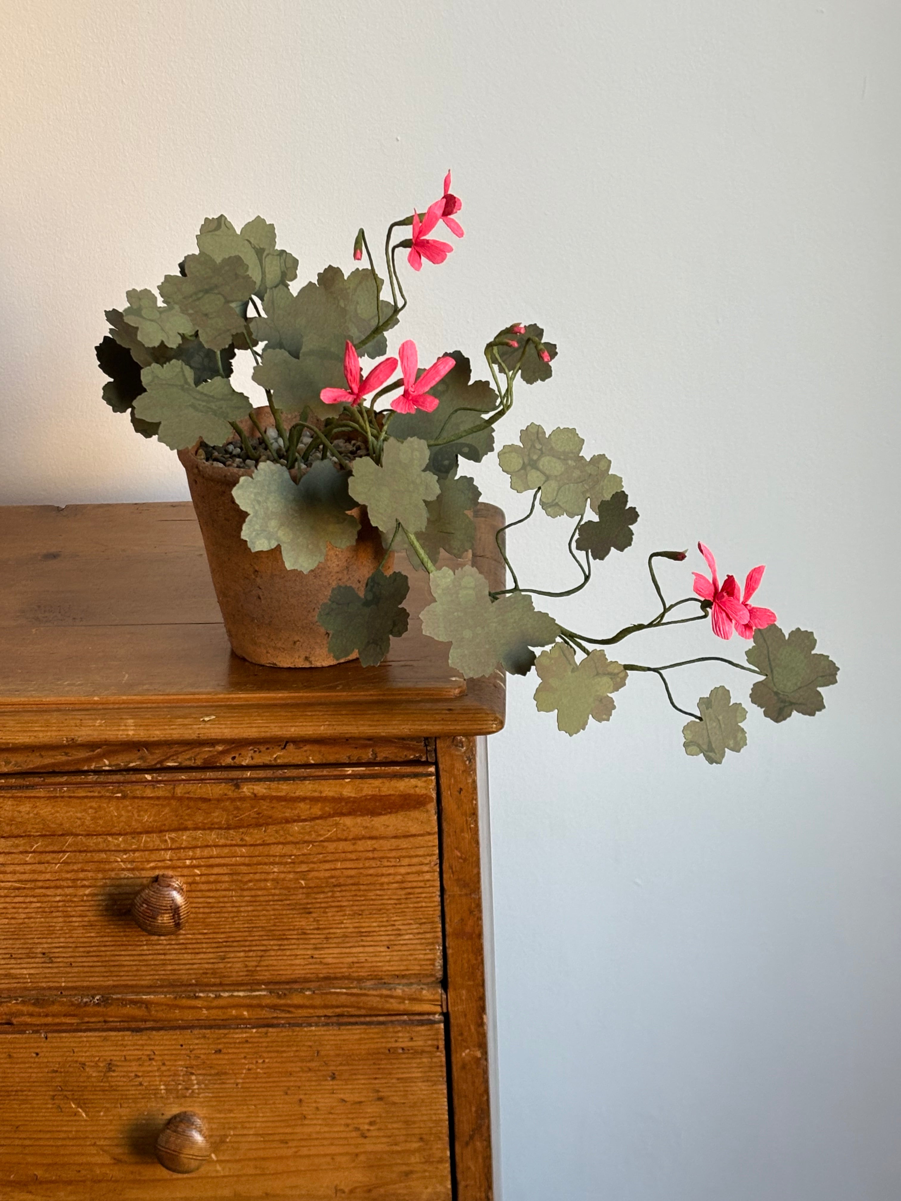 Paper Geranium, trailing