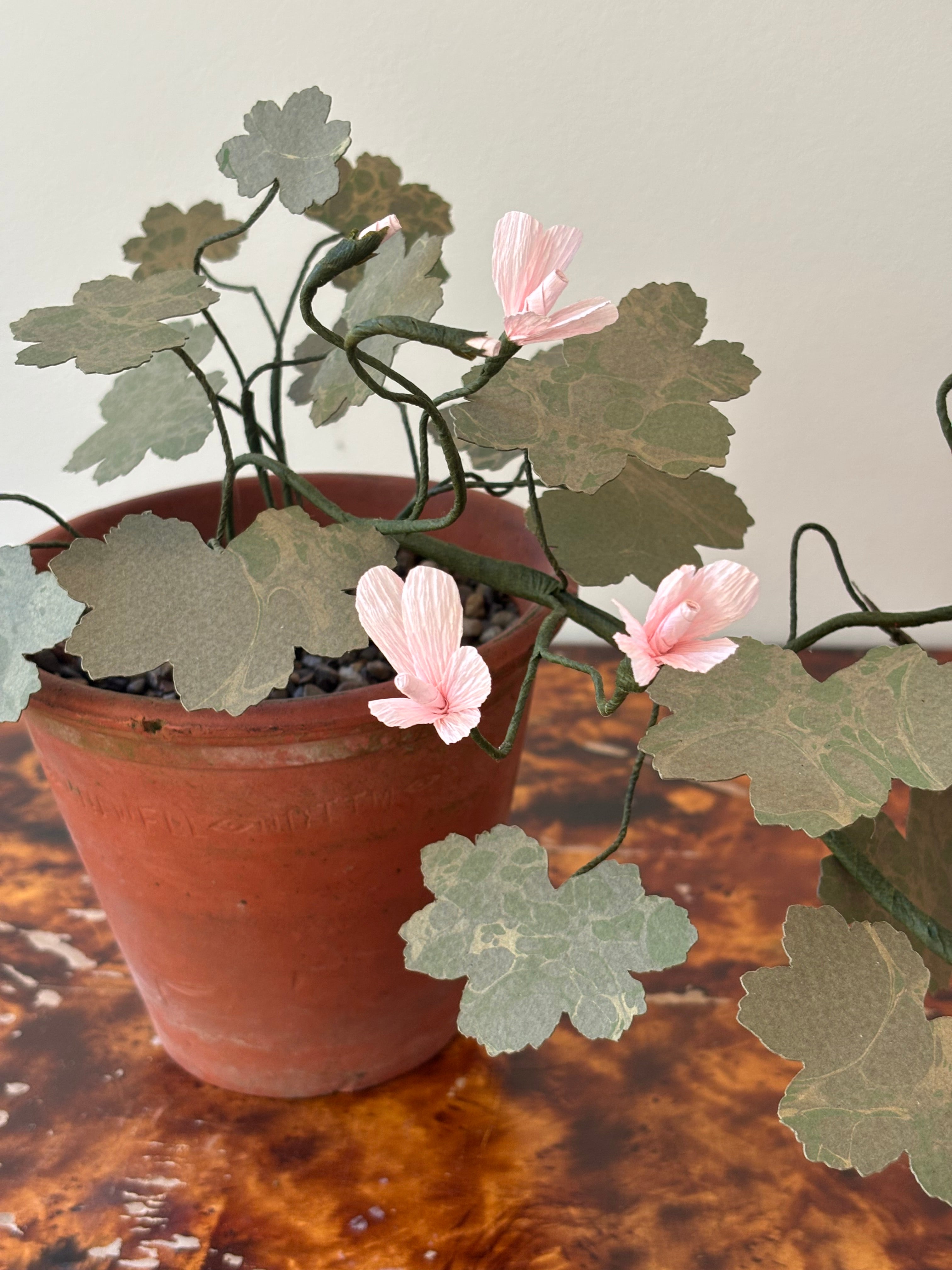 Paper Geranium, trailing