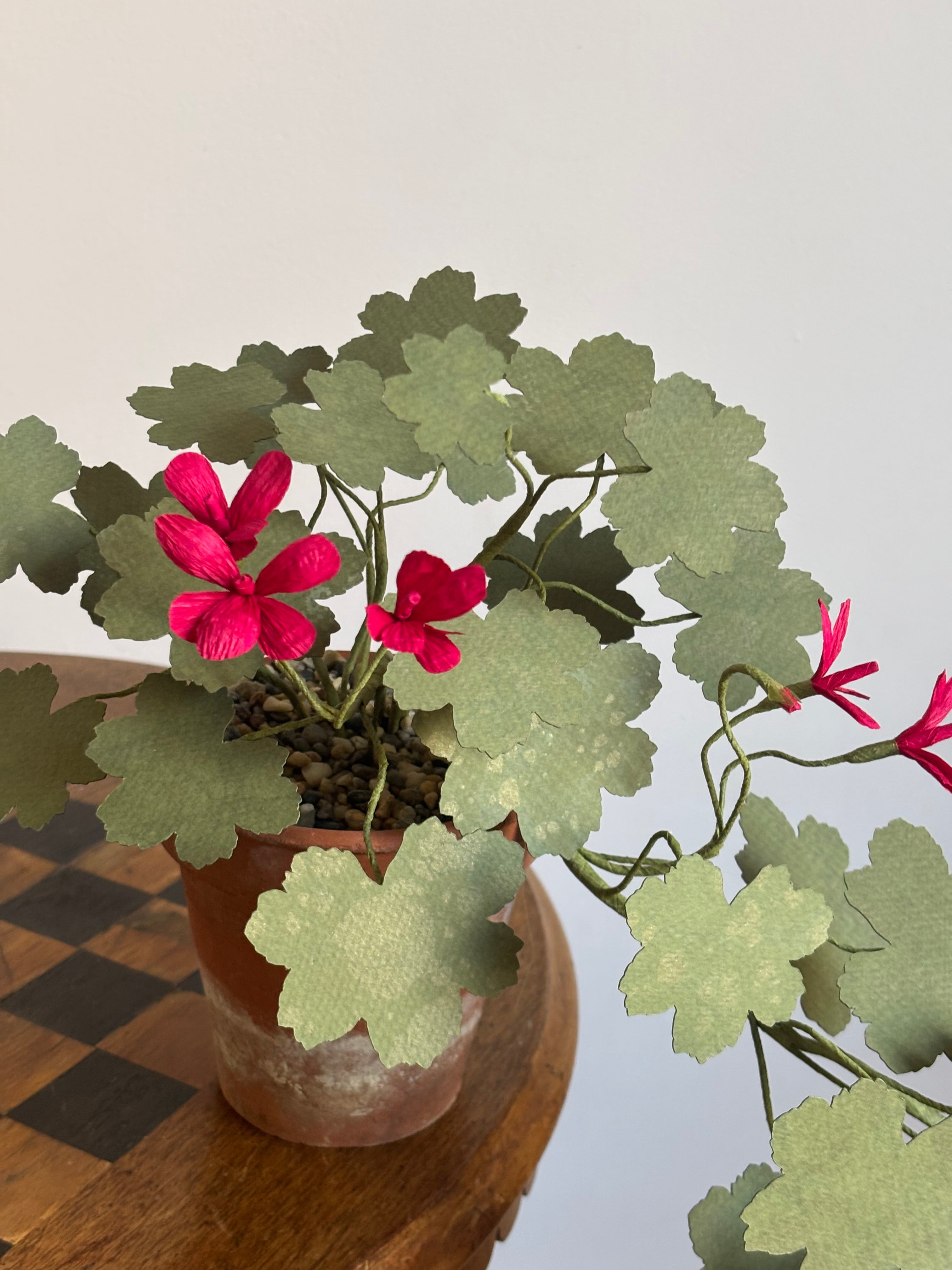 Paper Geranium, trailing