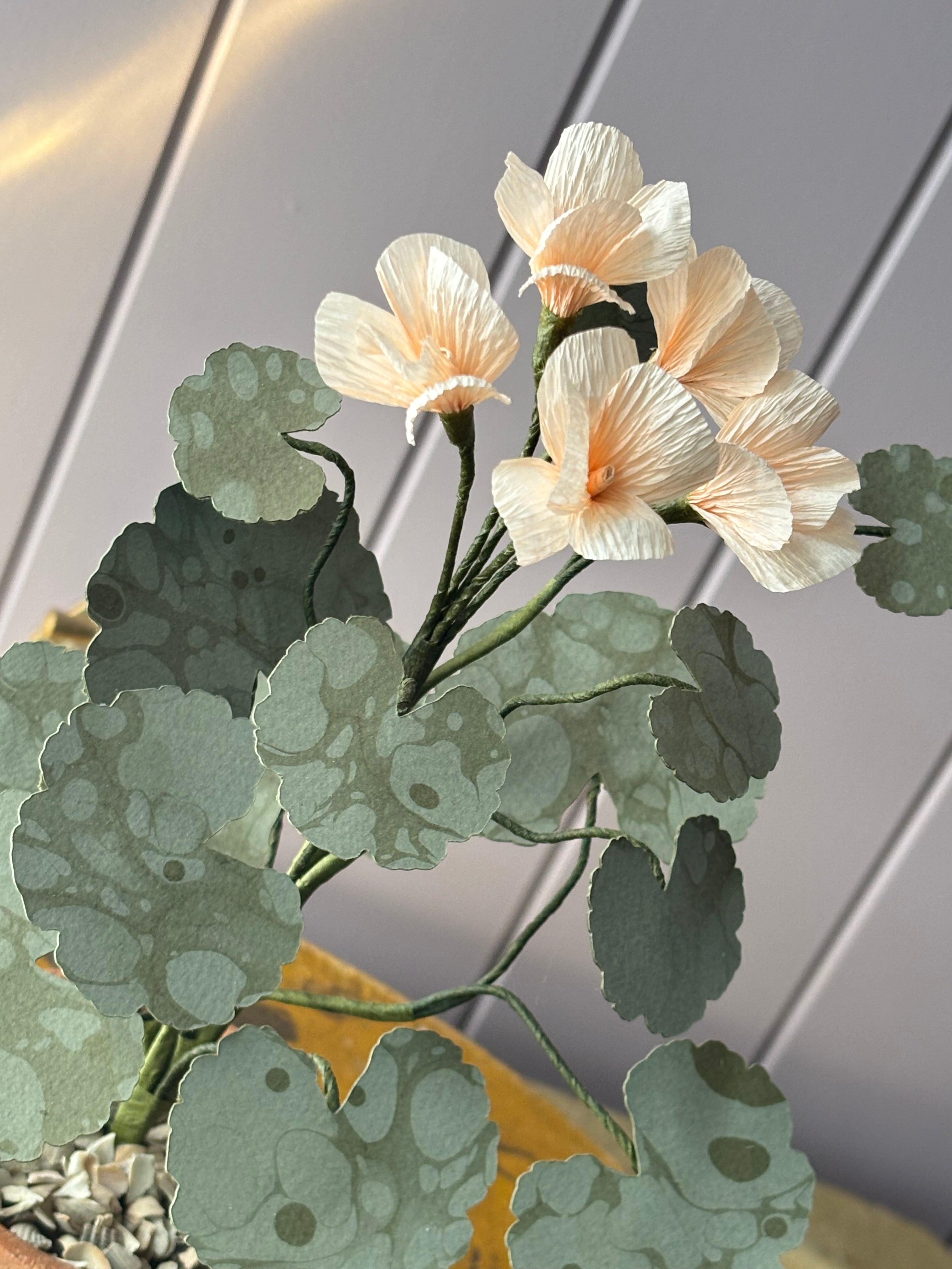 Paper geranium