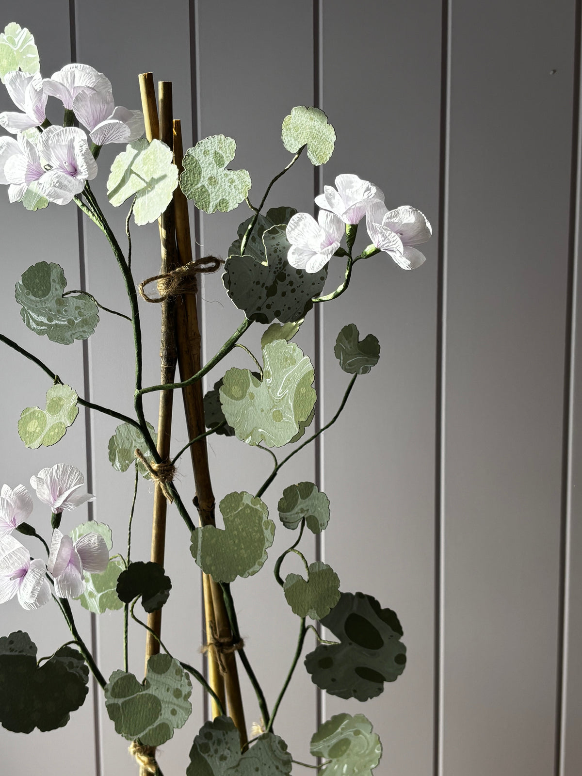 Paper geranium