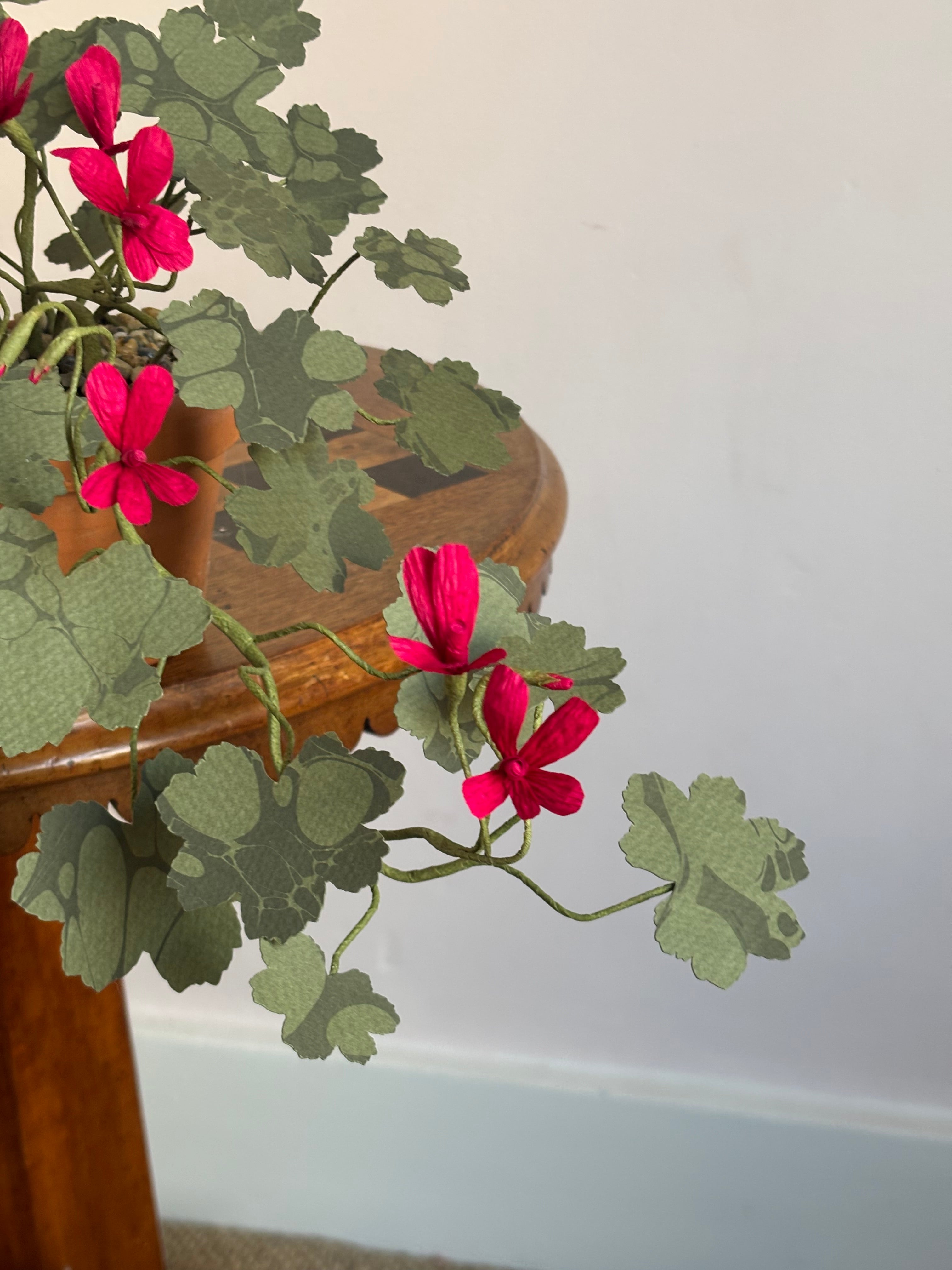 Paper Geranium, trailing