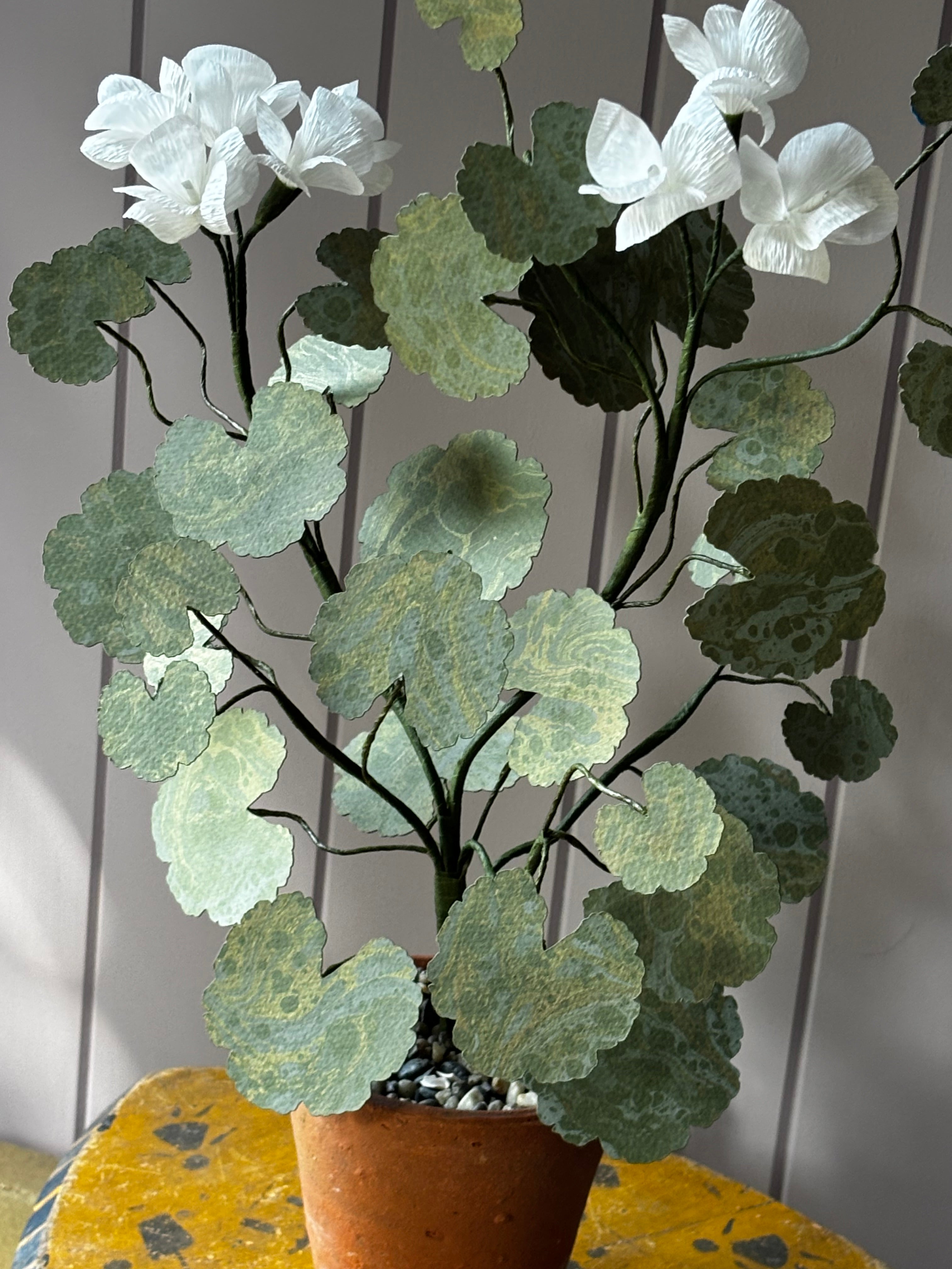 Paper geranium