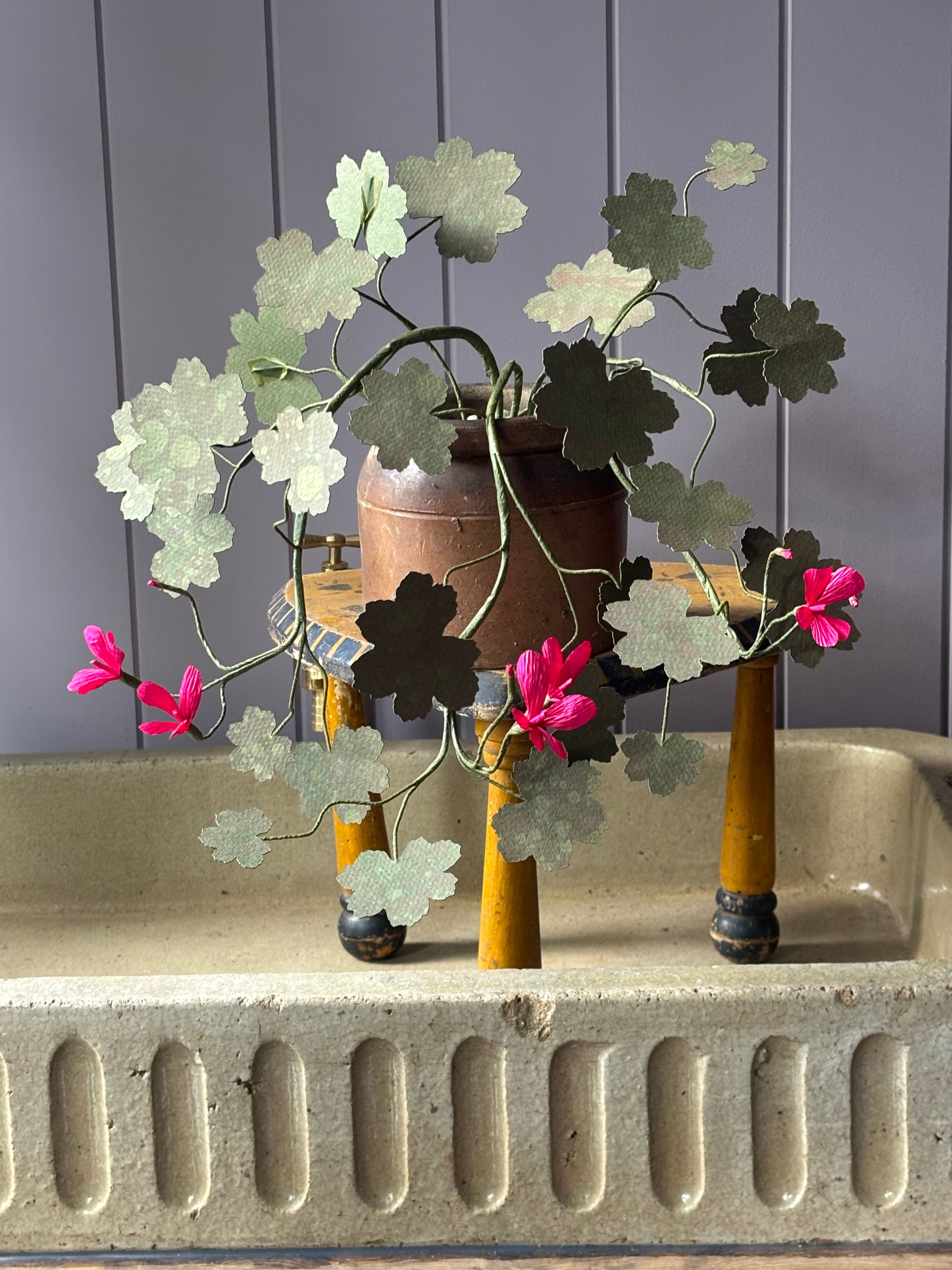 Paper geranium