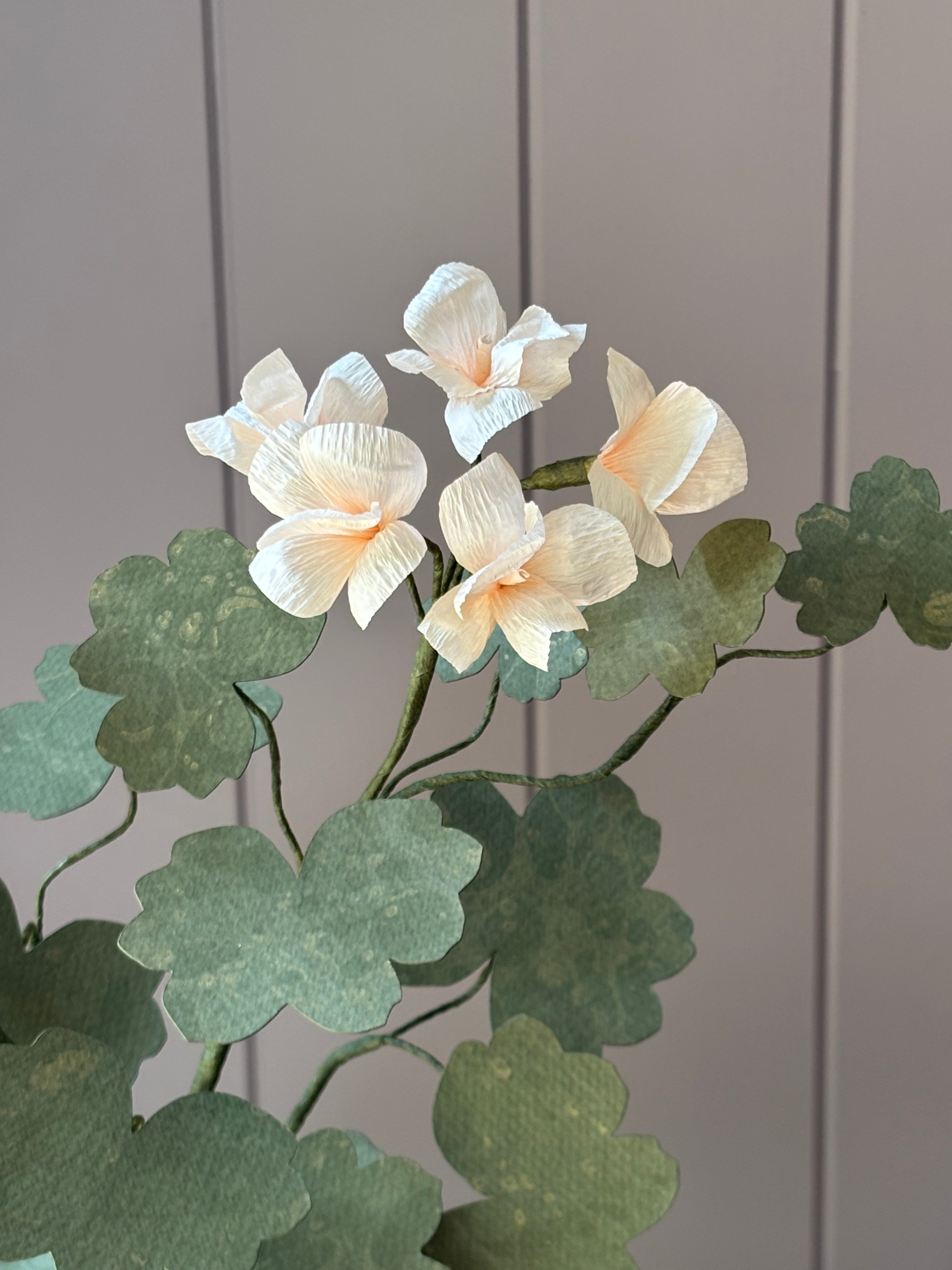 Paper geranium