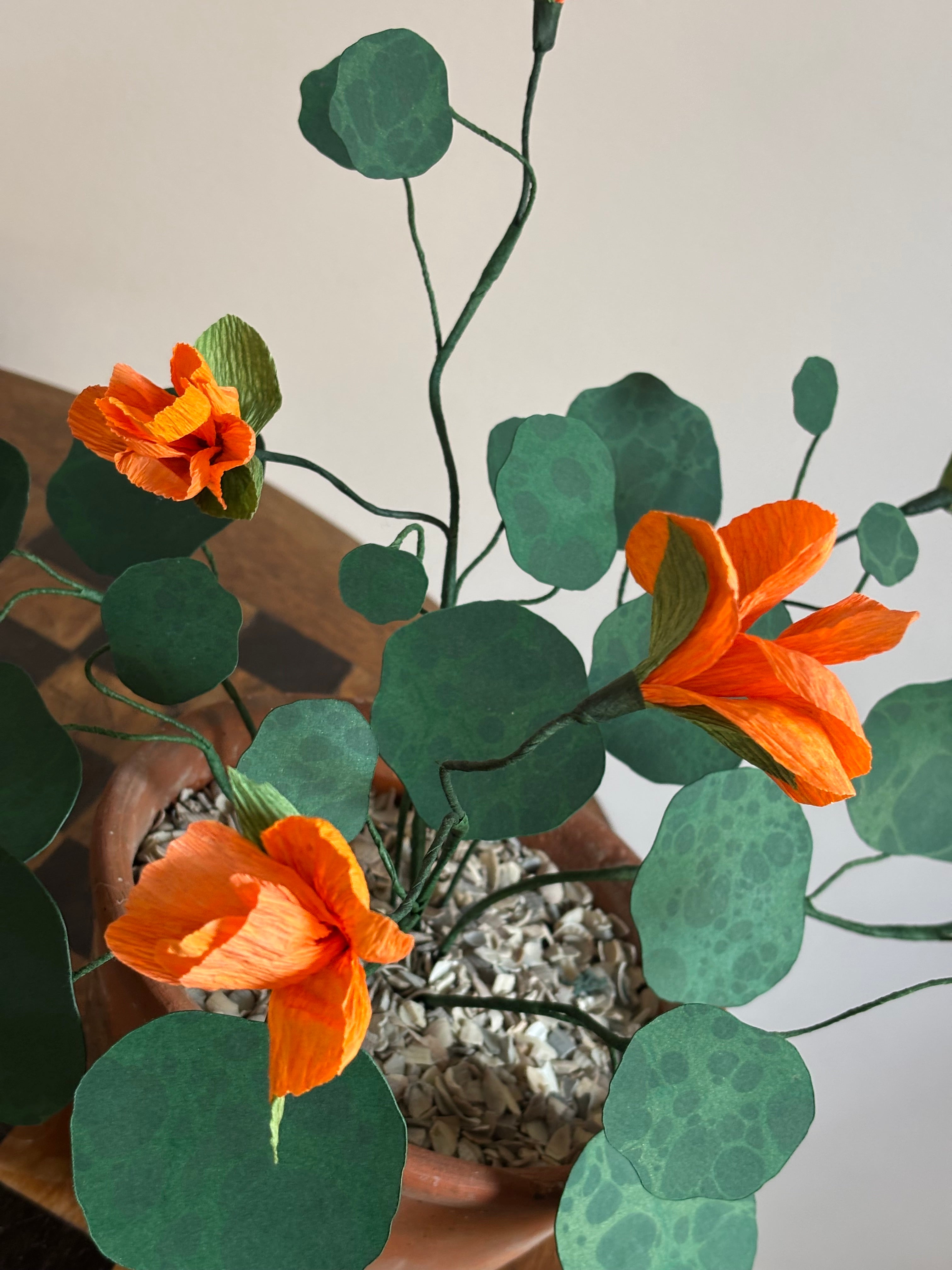 Nasturtium, trailing