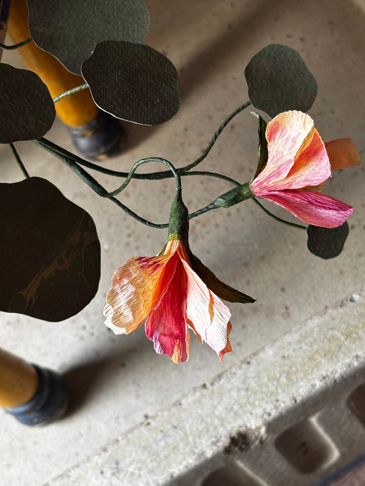 Paper Nasturtium, trailing