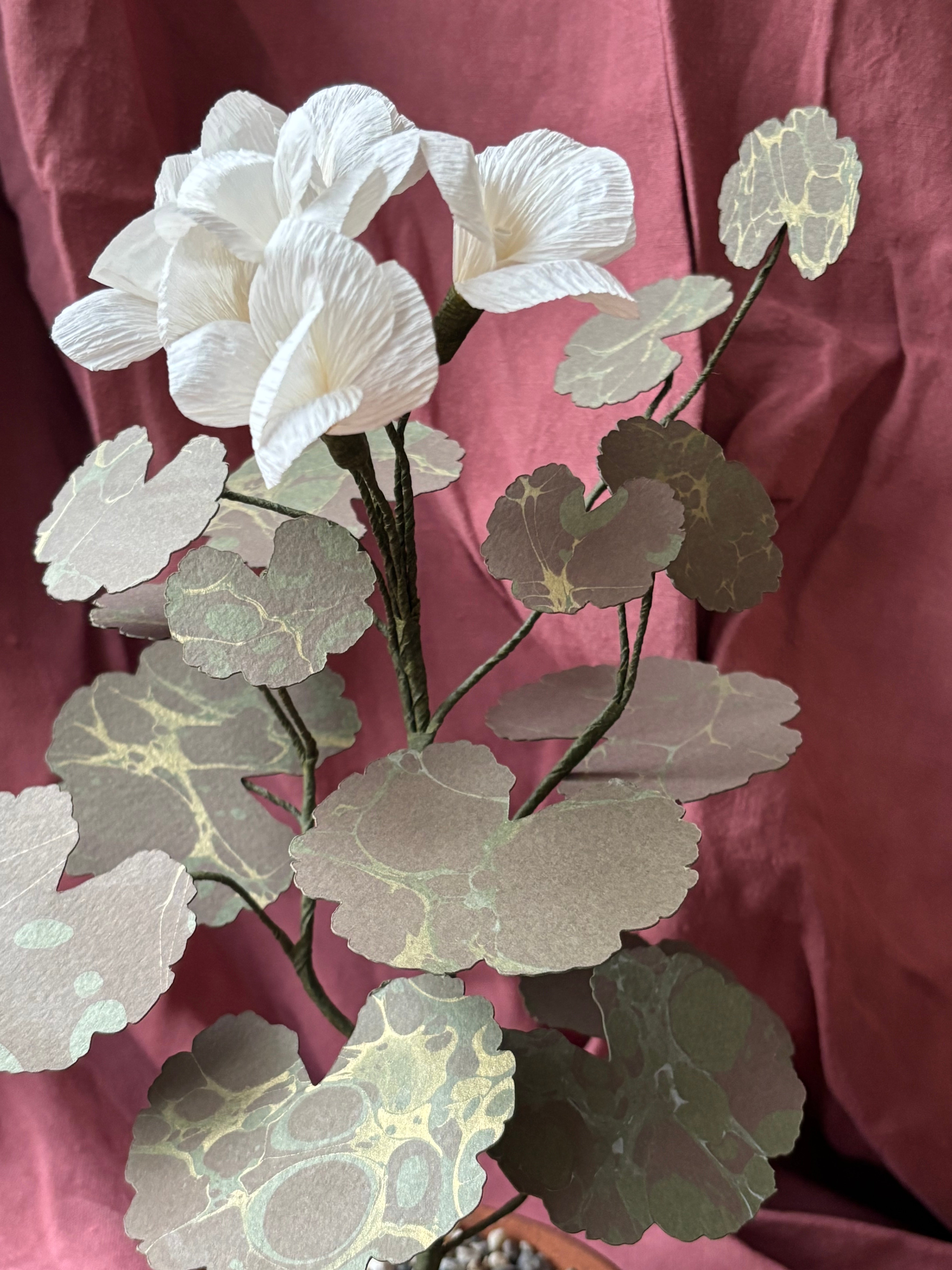 Paper Geranium