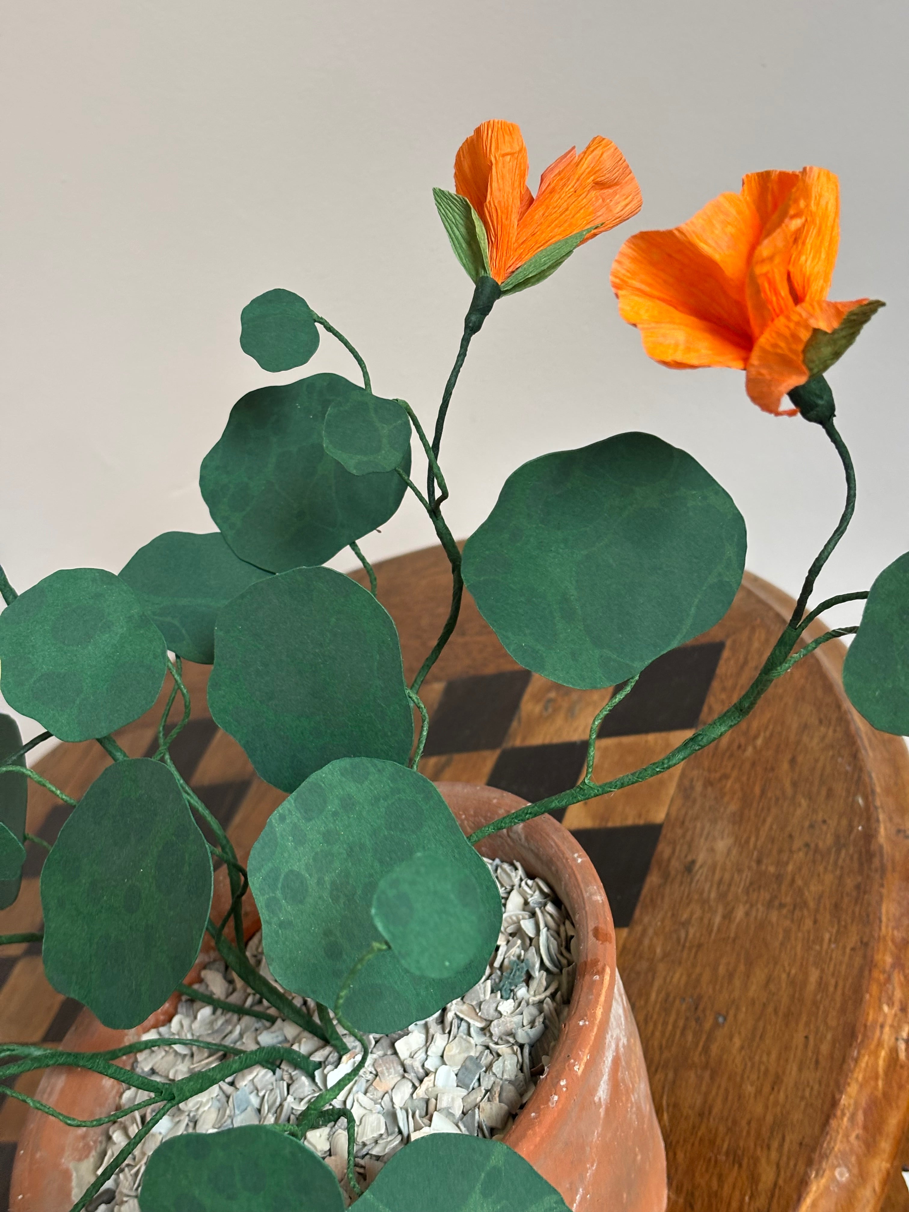 Nasturtium, trailing