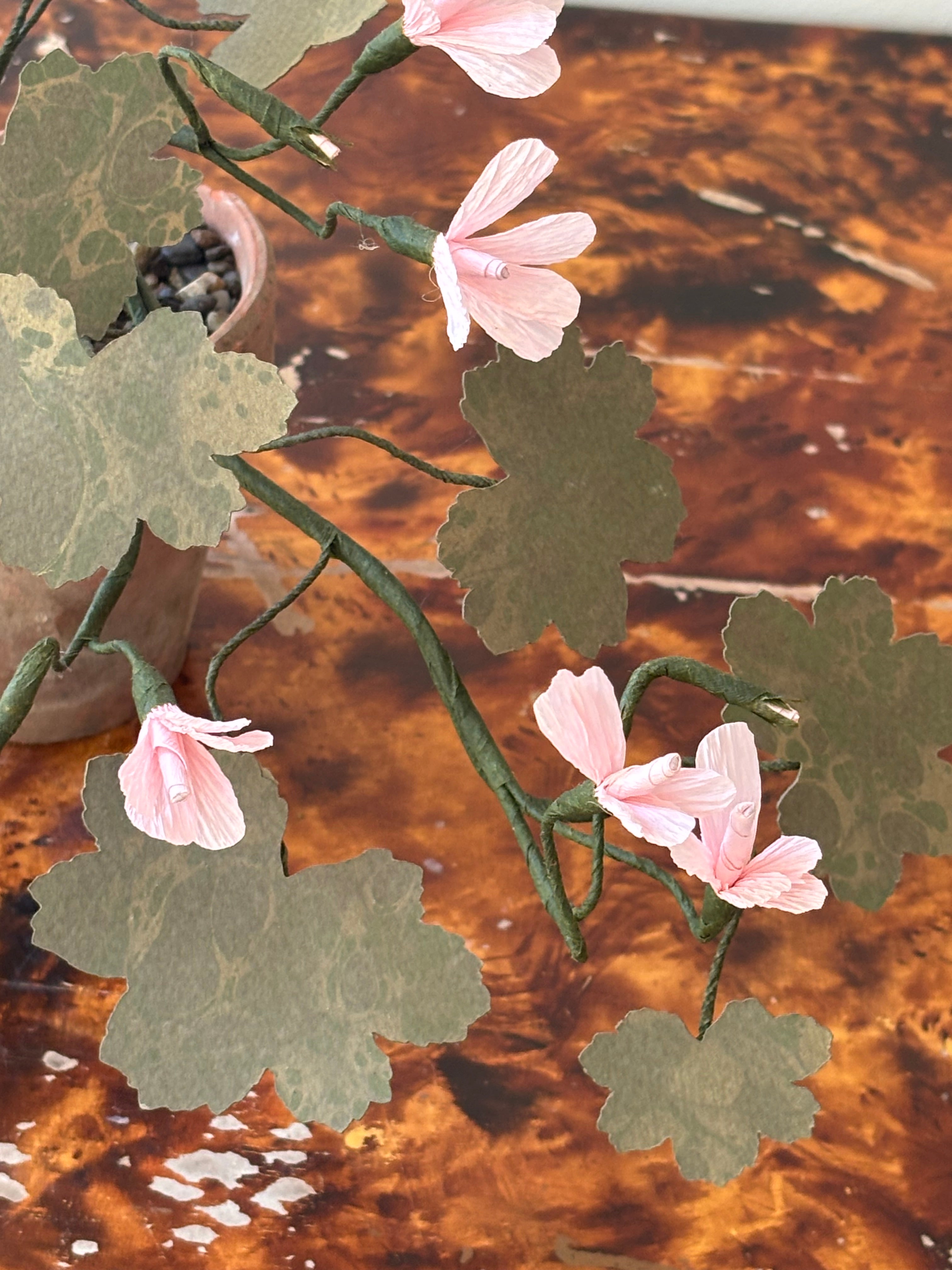 Paper Geranium, trailing