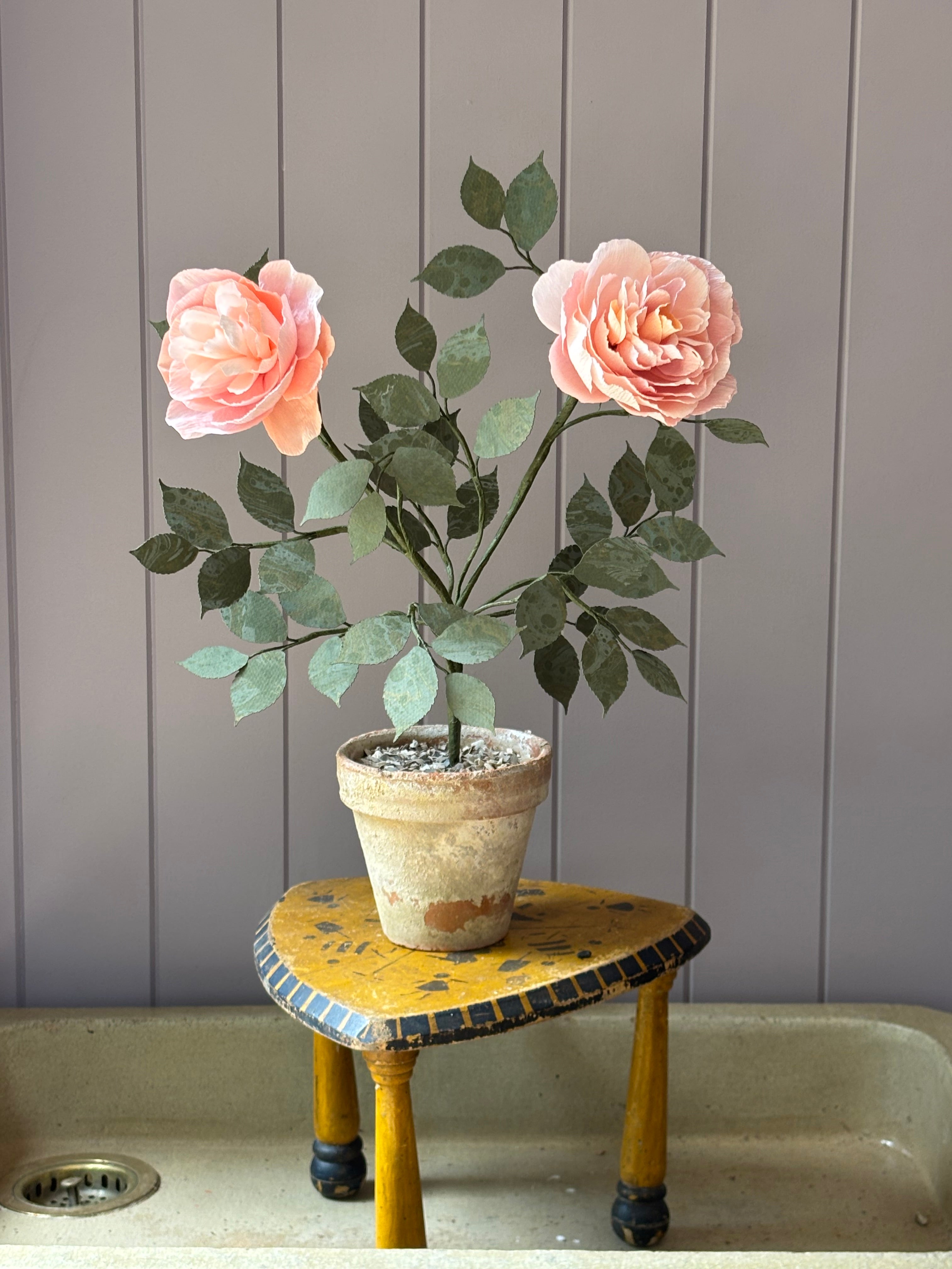 Paper Shrub Rose