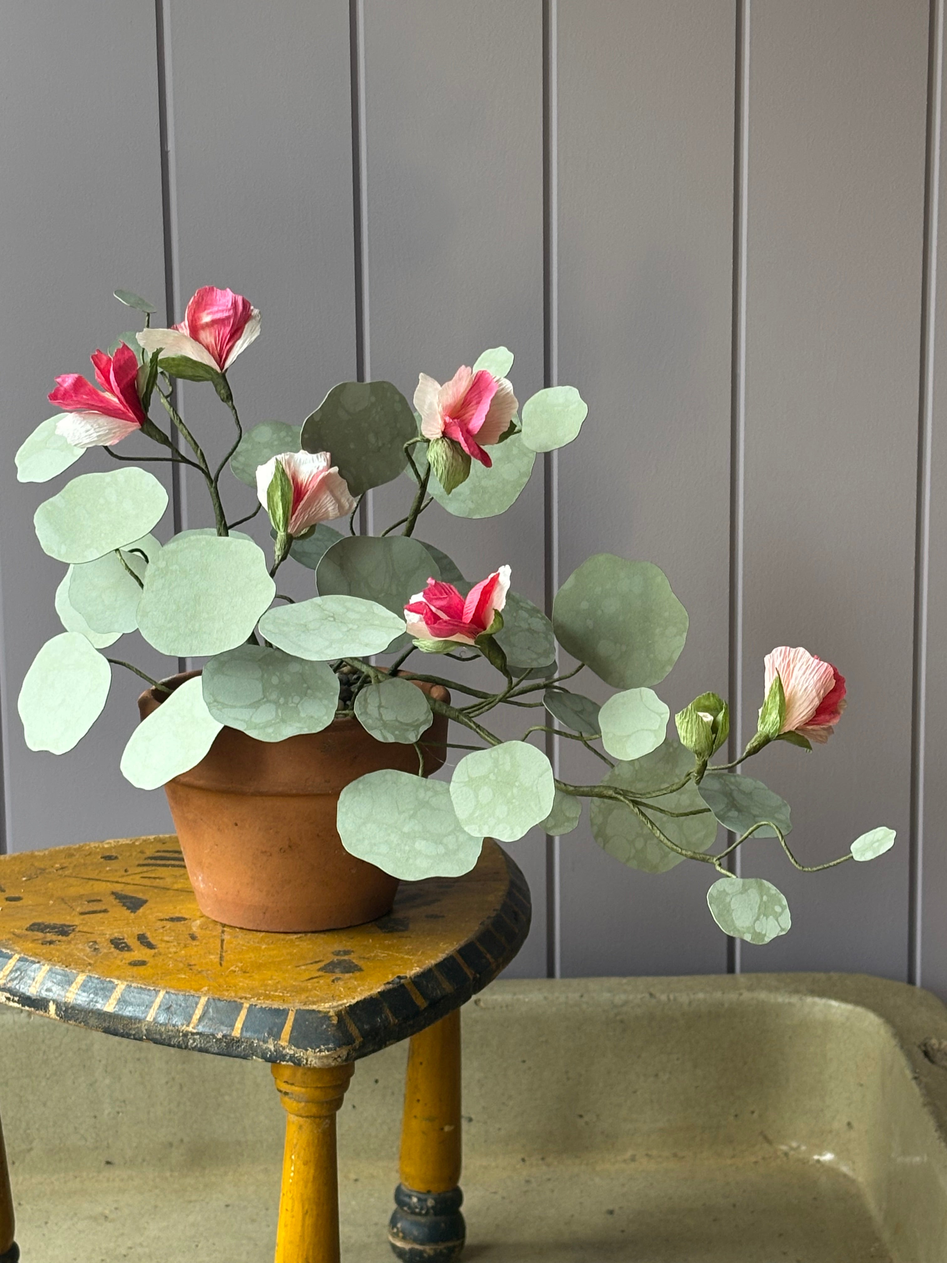 Nasturtium, trailing