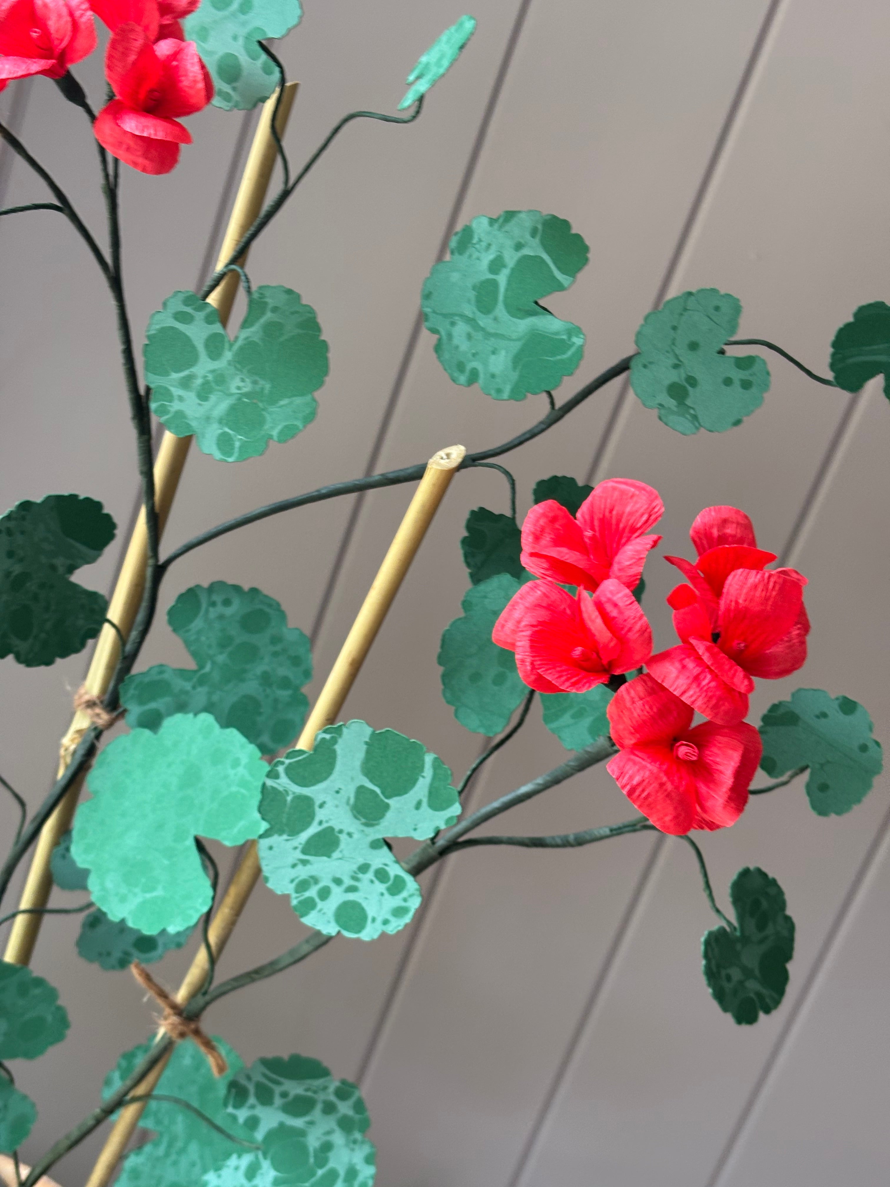 Paper geranium
