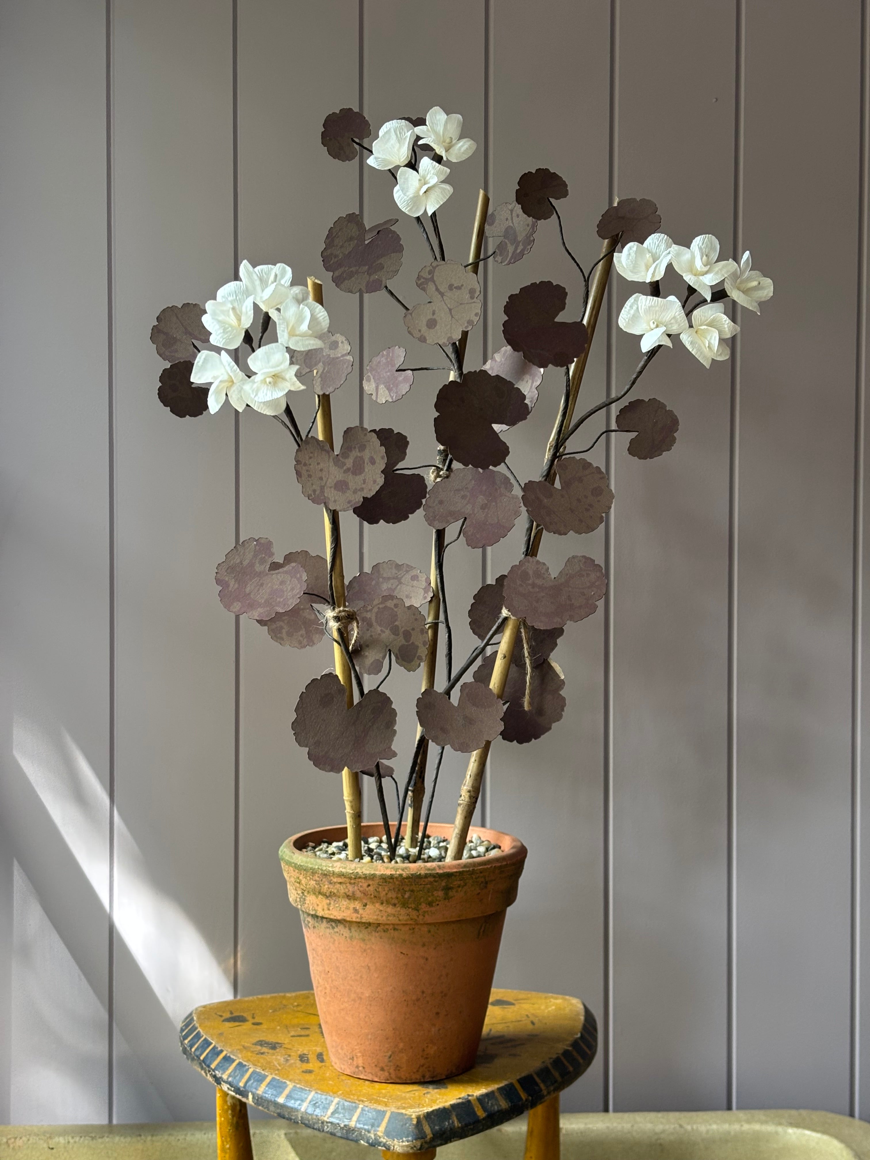 Paper geranium