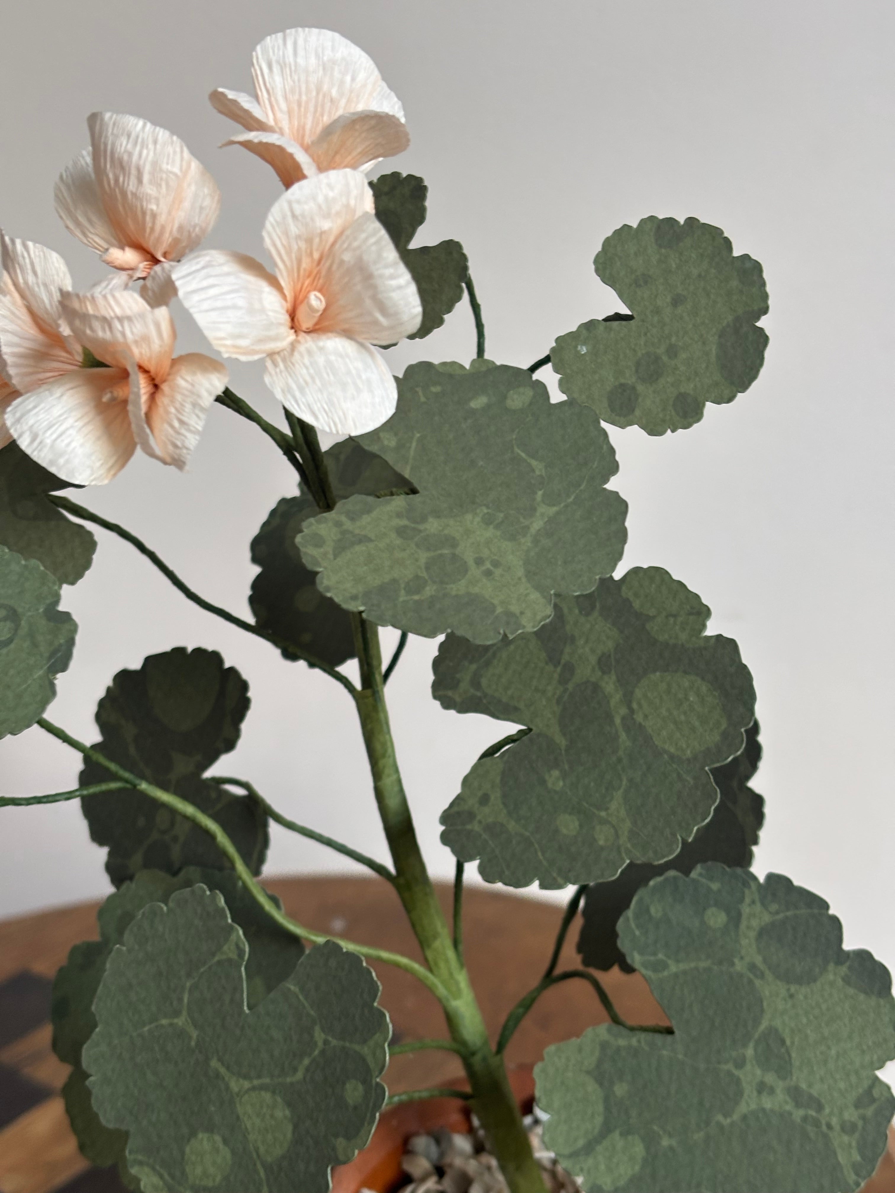 Paper Geranium
