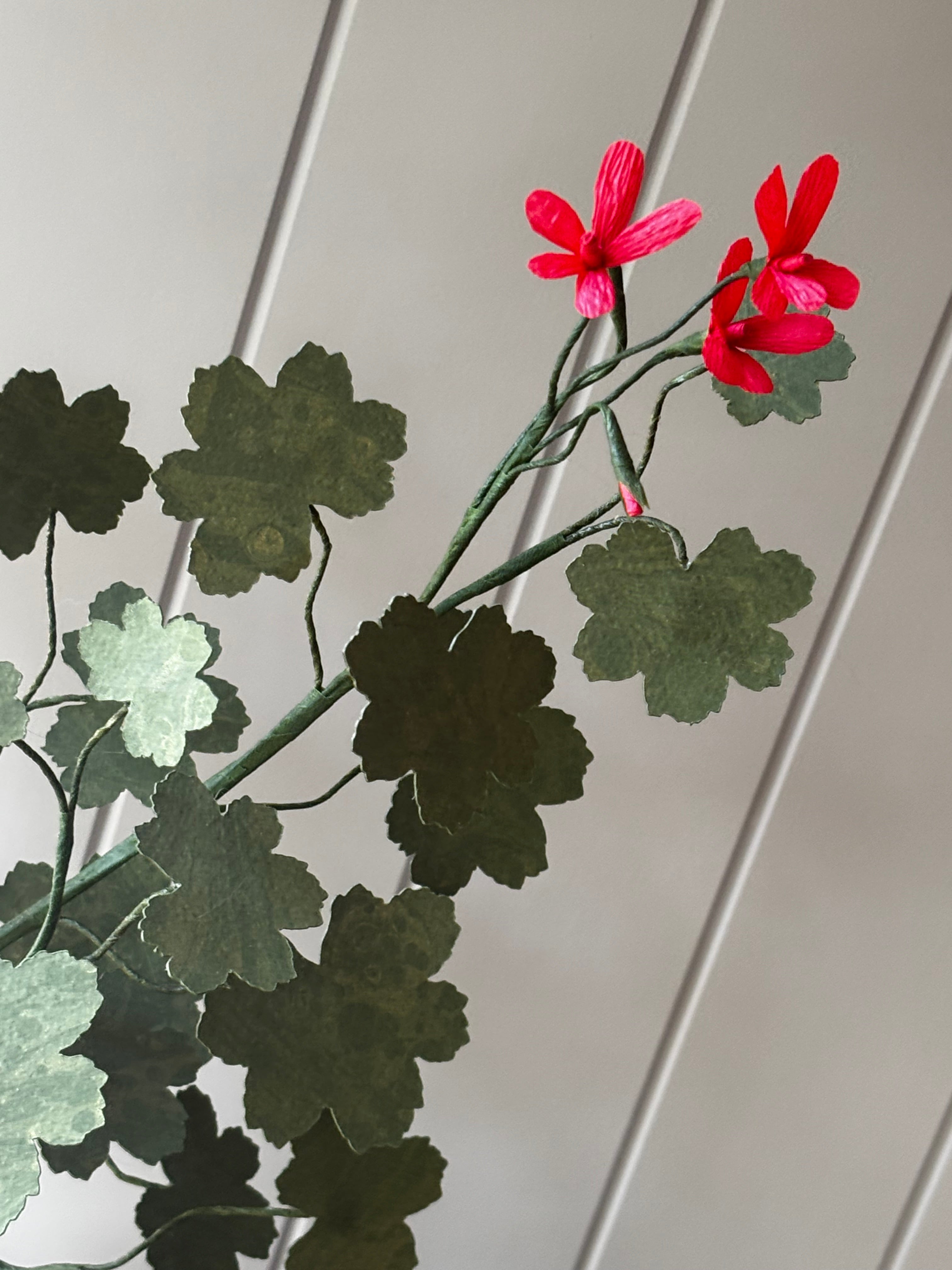 Paper geranium