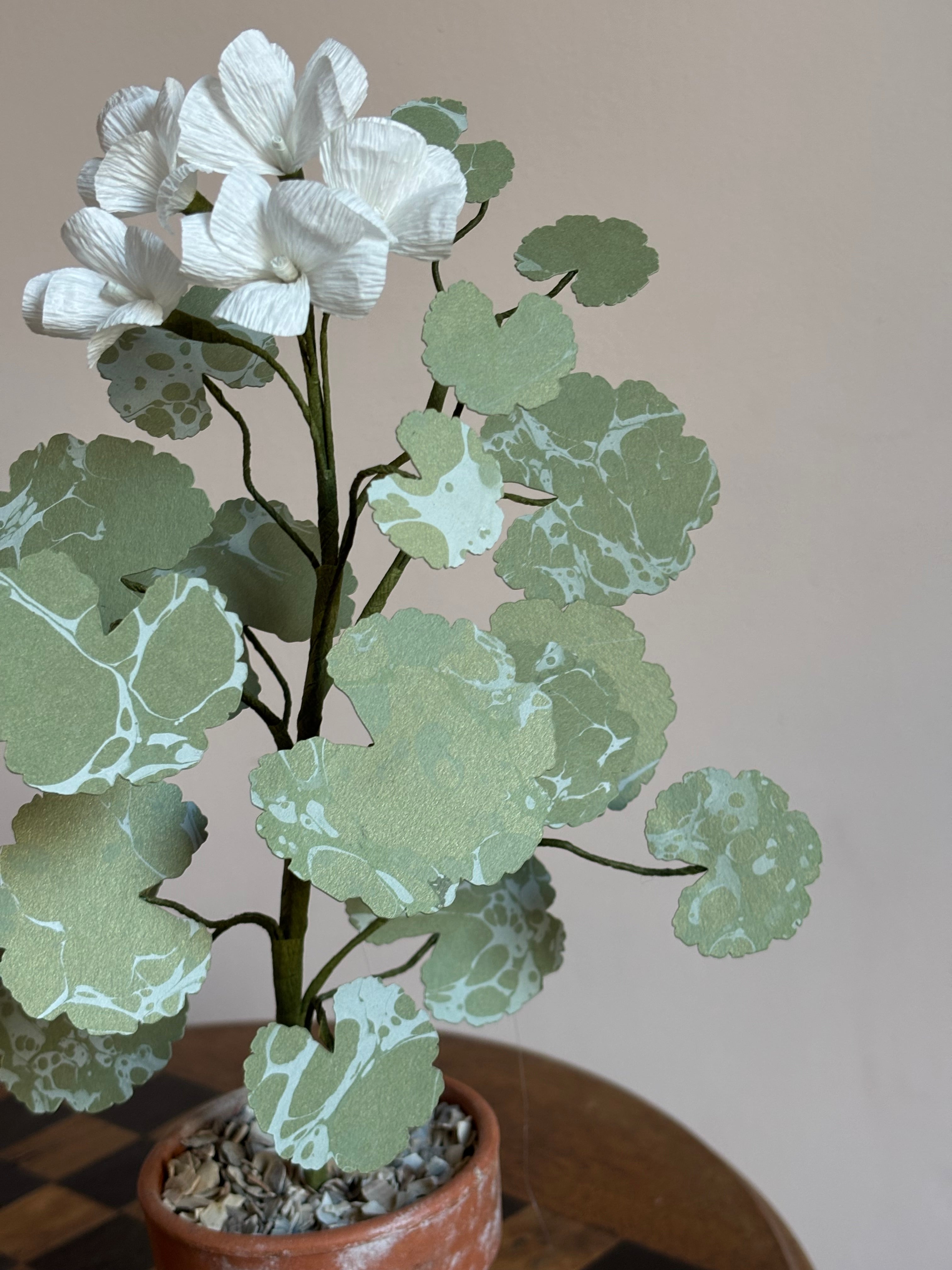 Paper Geranium