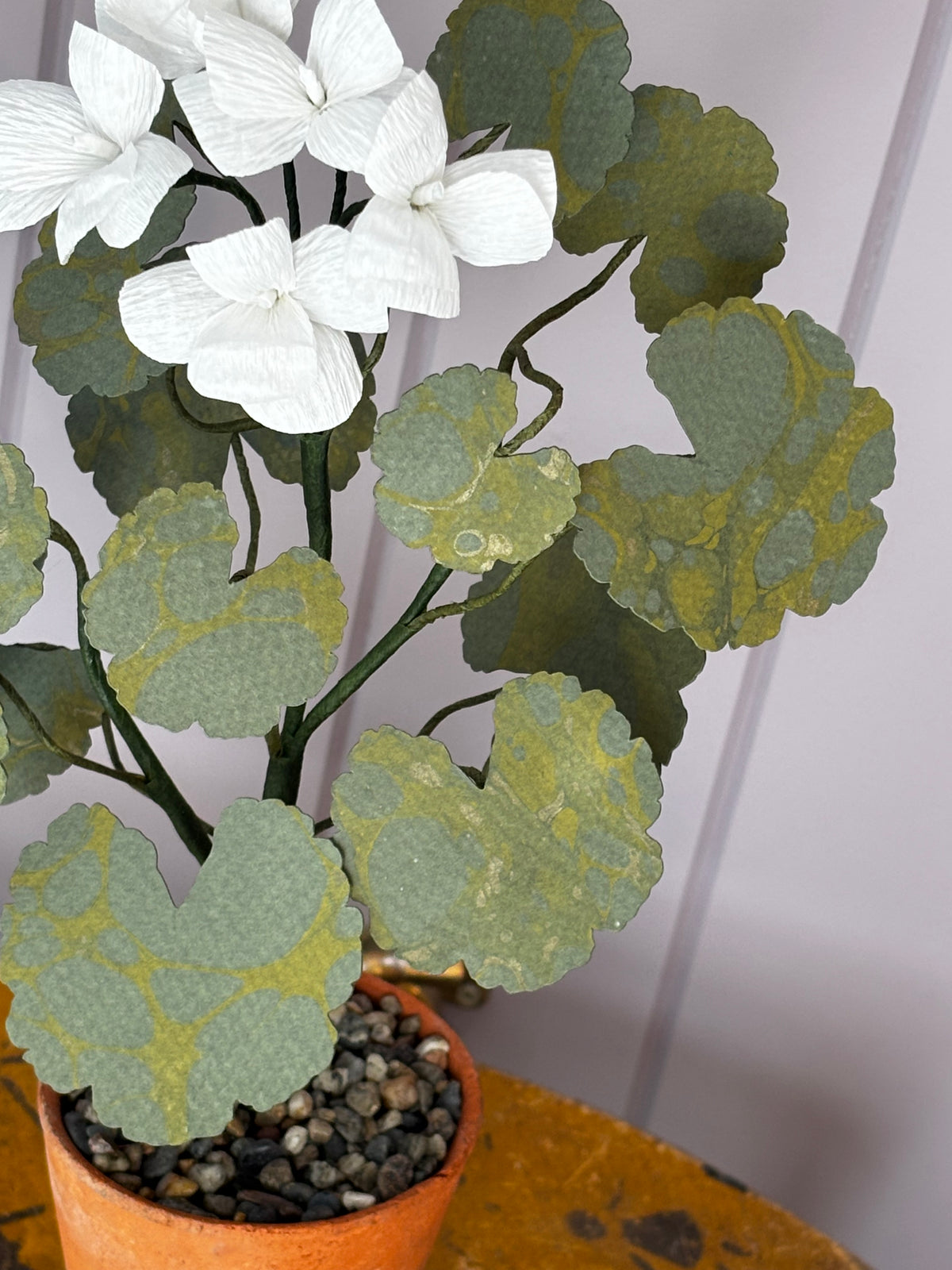 Paper geranium