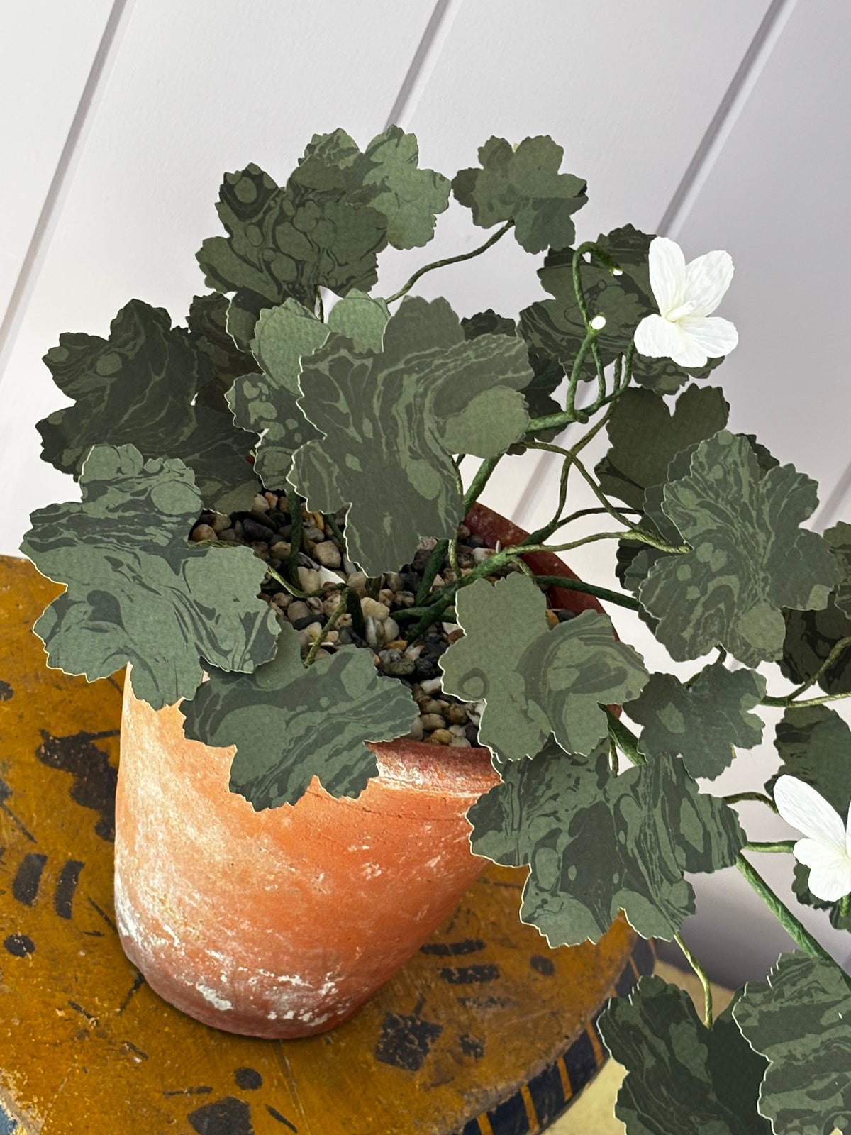 Paper geranium