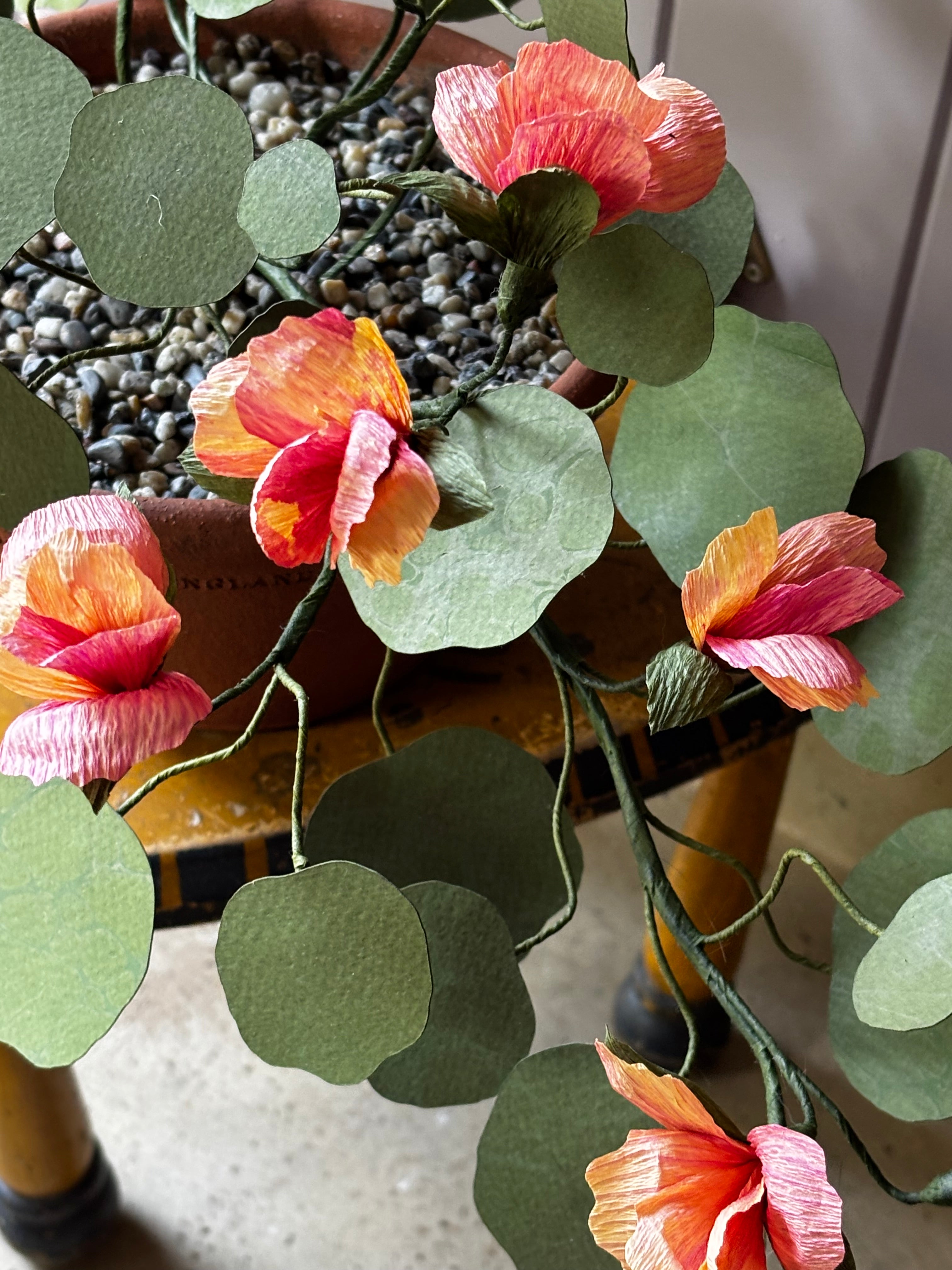 Paper Nasturtium, trailing