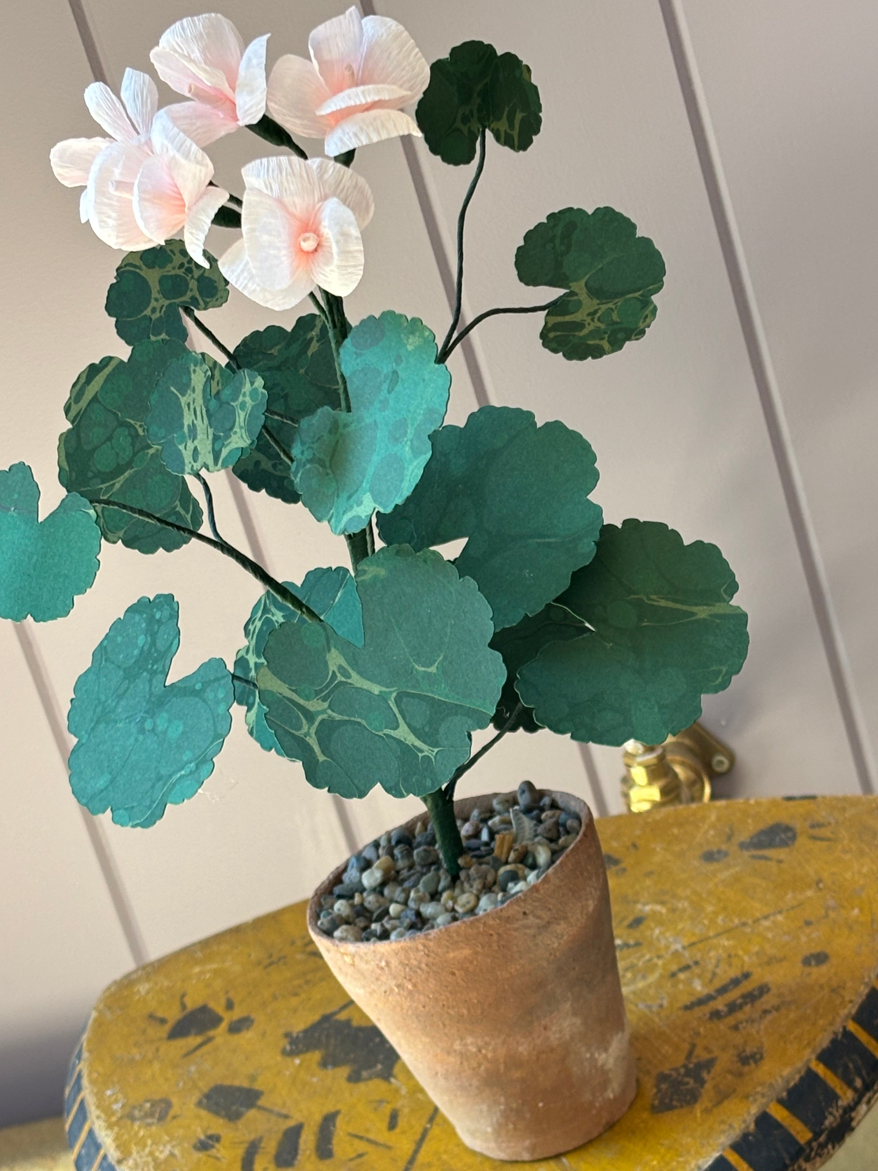Paper geranium
