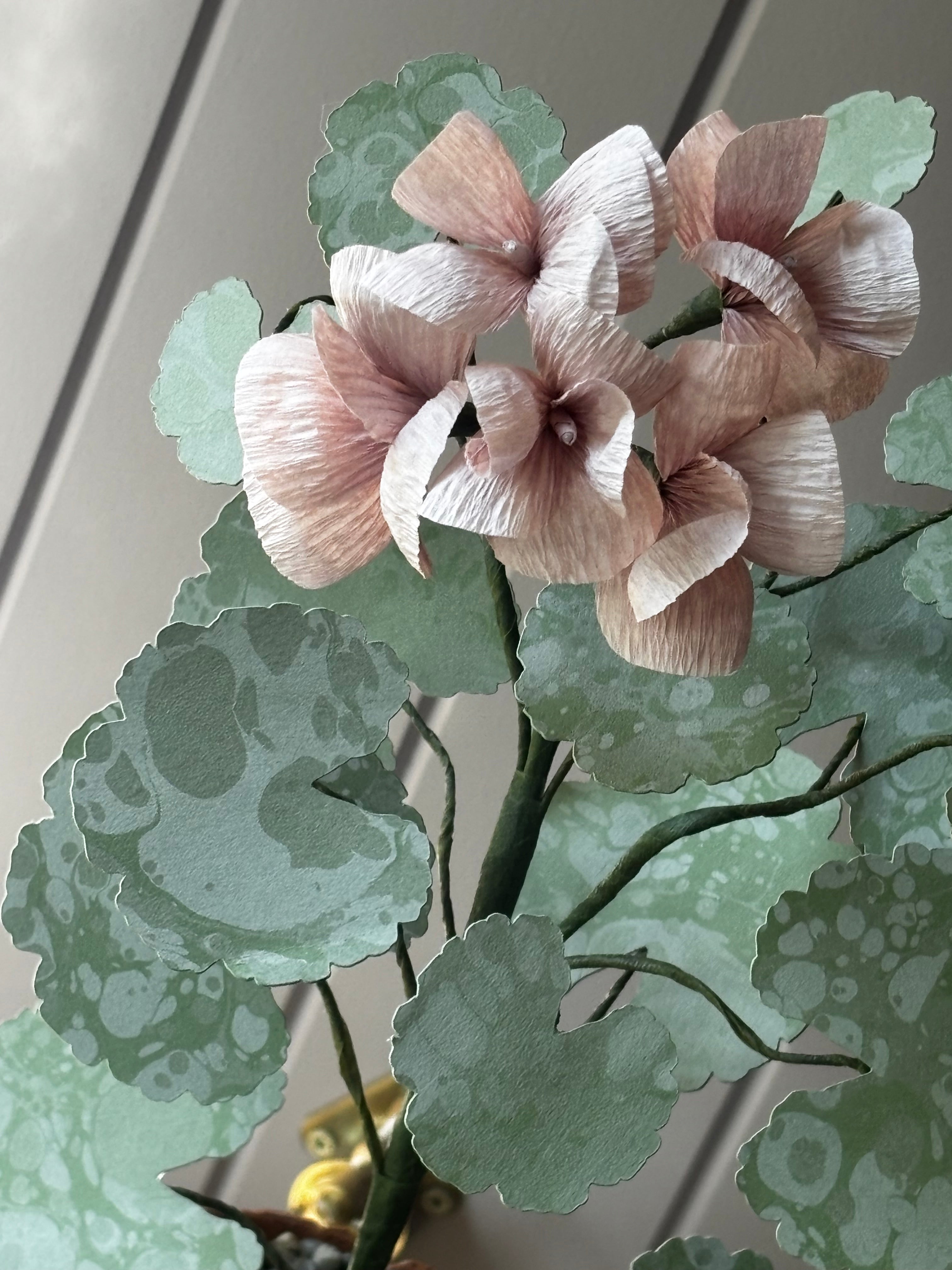 Paper geranium