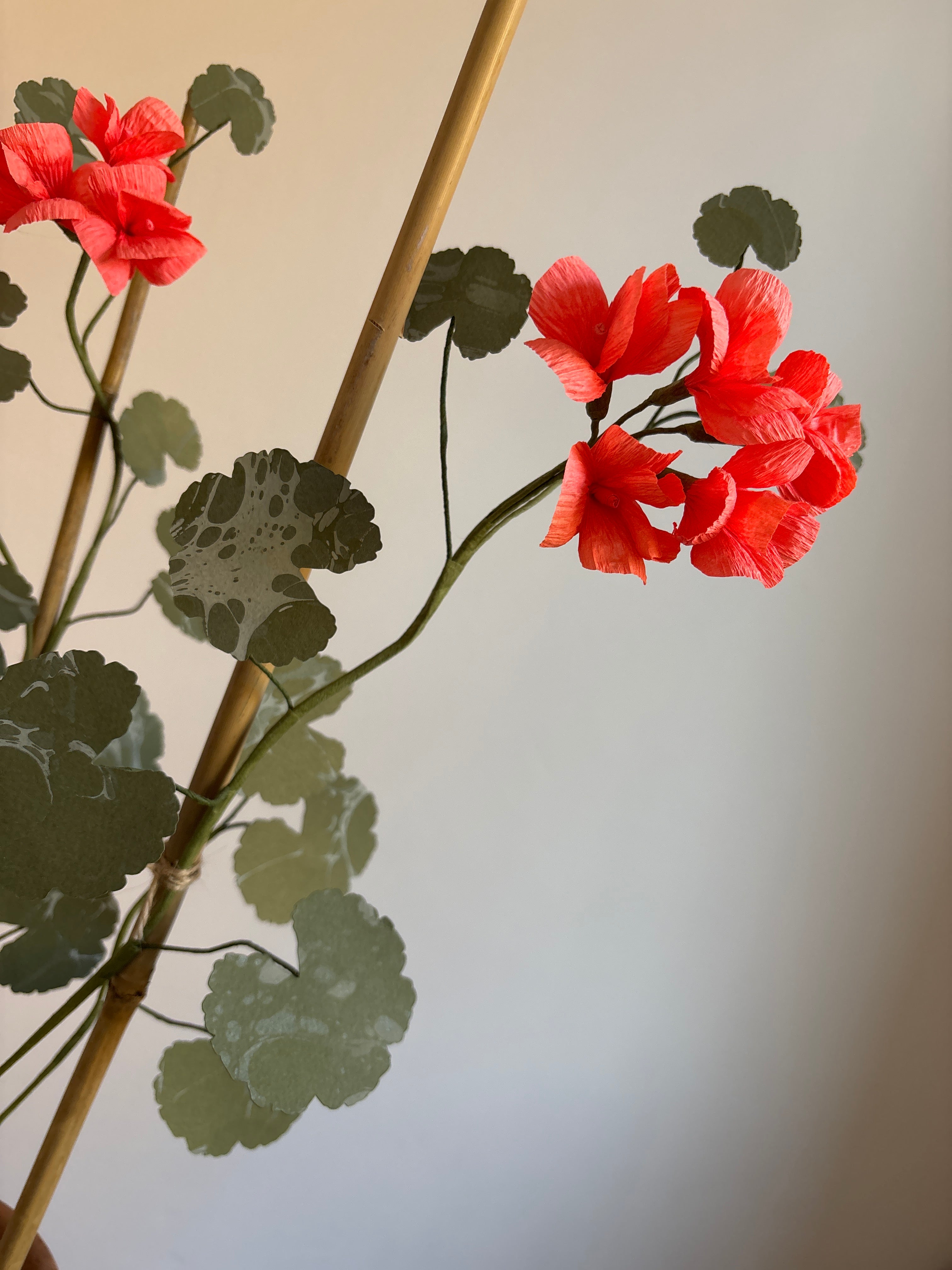 Paper Geranium